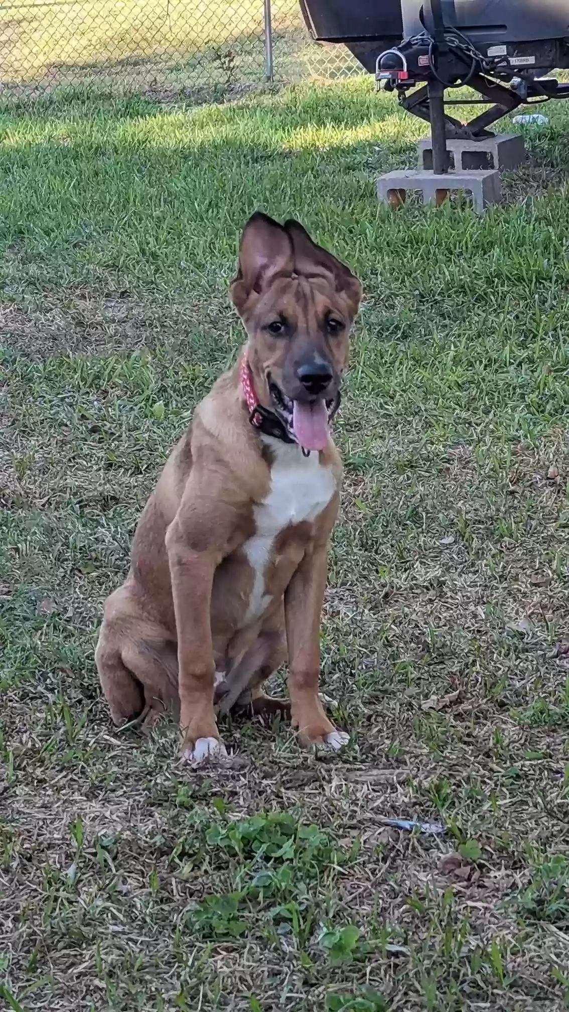 adoptable Dog in Houston,TX named Scooby