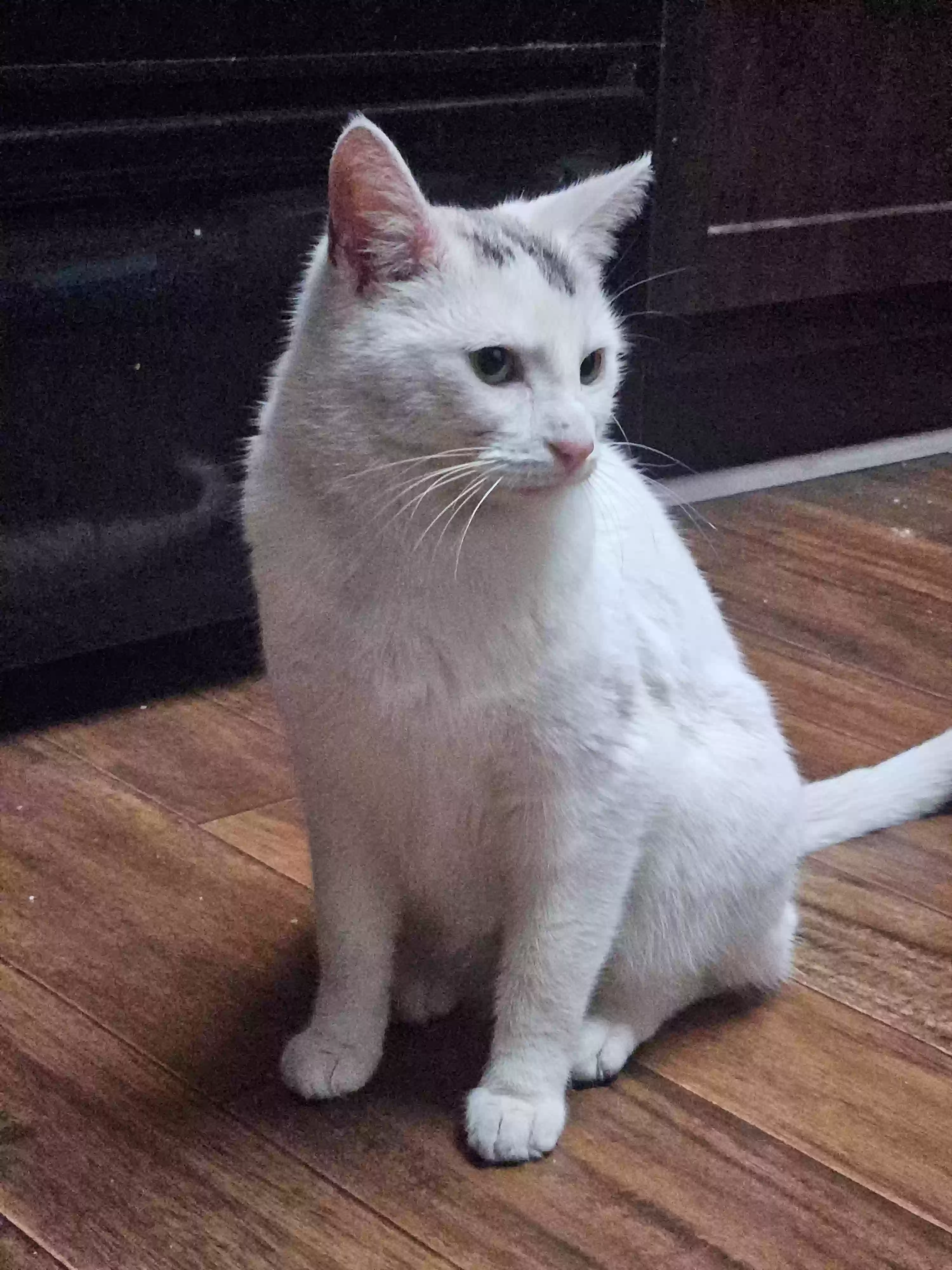 adoptable Cat in Duluth,GA named Matcha