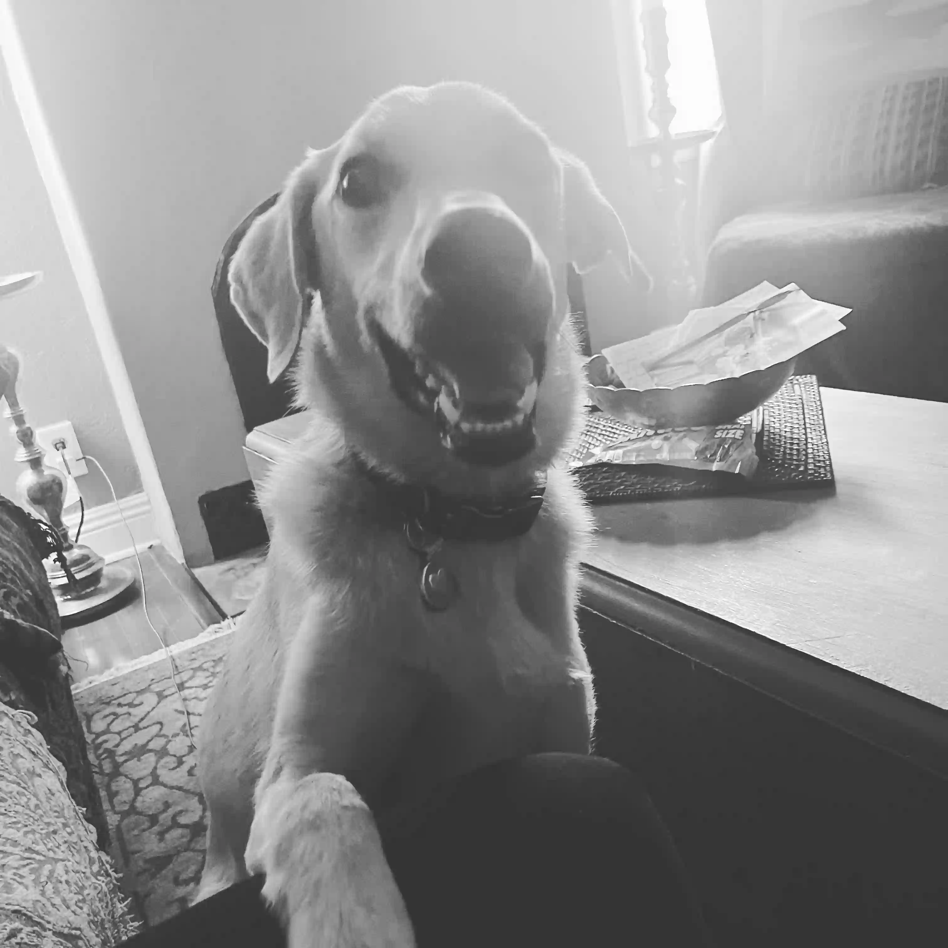 adoptable Dog in Phoenix,AZ named Ollie