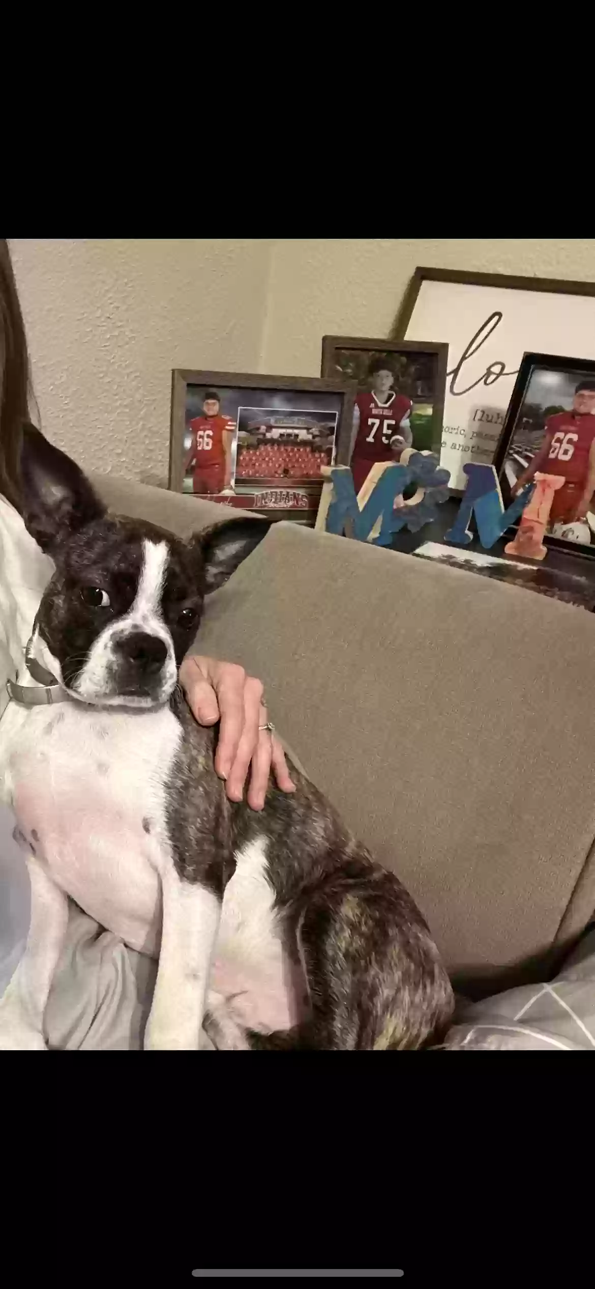 adoptable Dog in Pittsburgh,PA named Duke