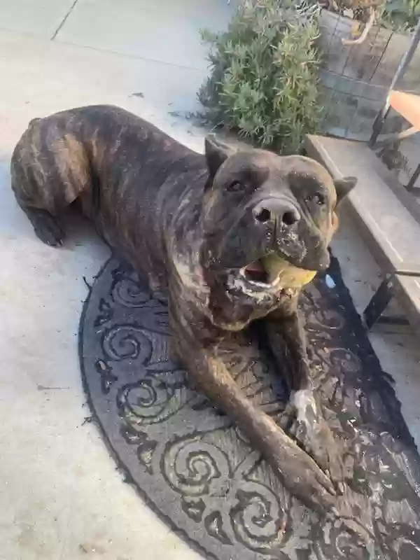 adoptable Dog in Castaic,CA named Zara