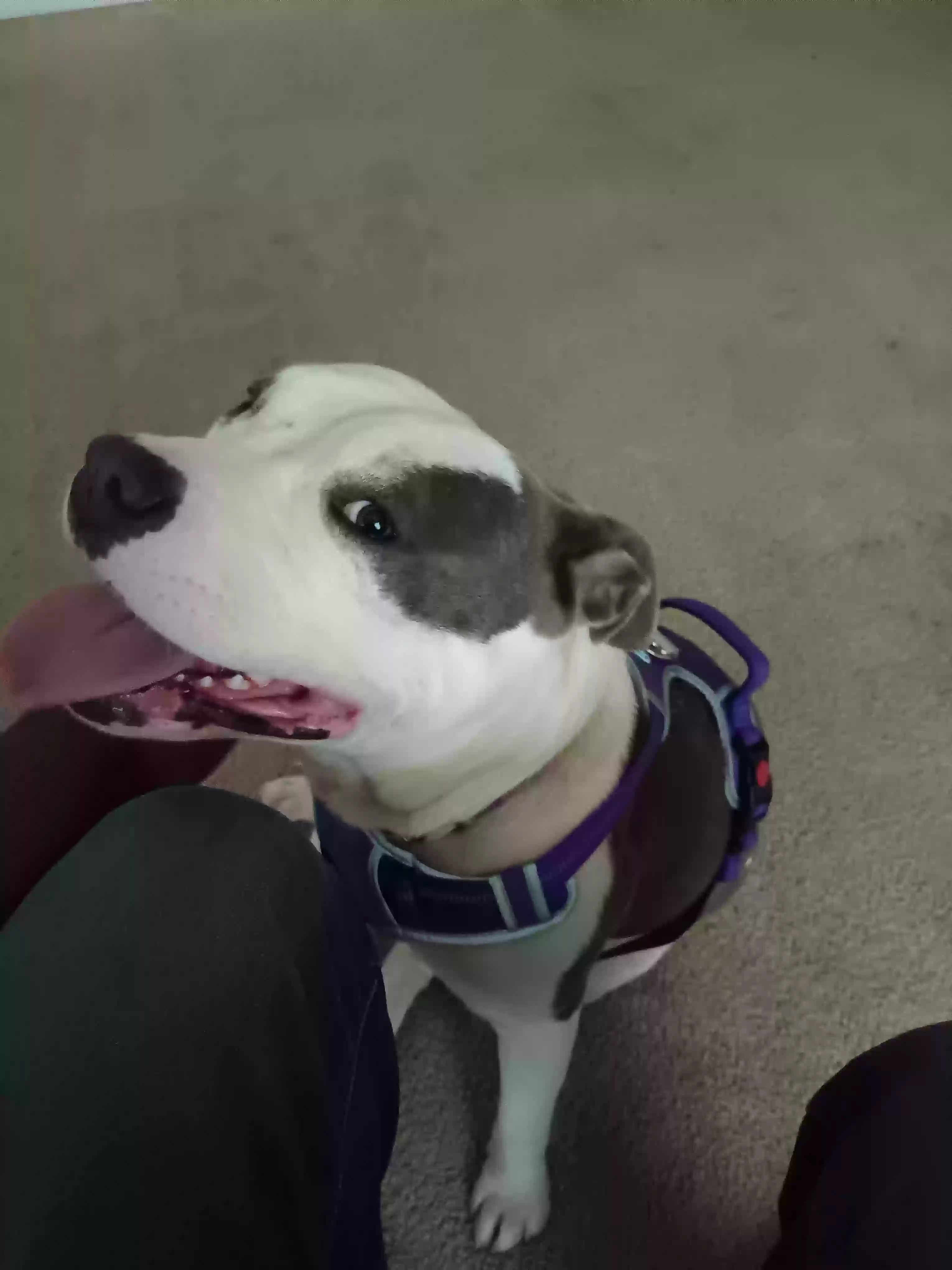 adoptable Dog in Griffin,GA named Girlie