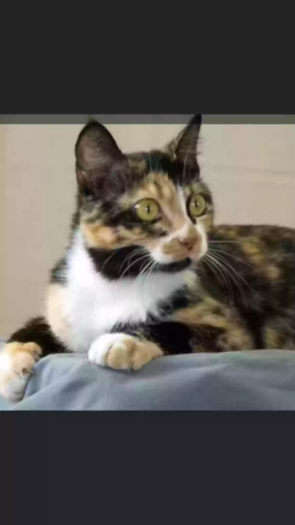 adoptable Cat in Oklahoma City,OK named Cleopatra (Cleo)