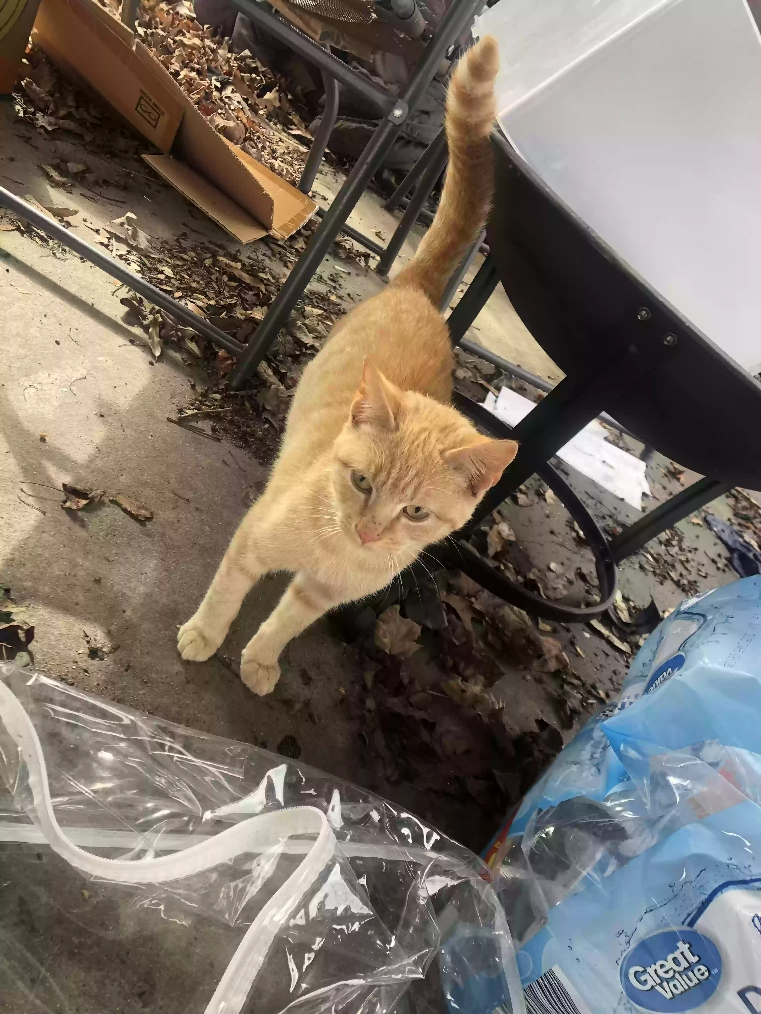 adoptable Cat in Thomasville,NC named Unknown (stray)
