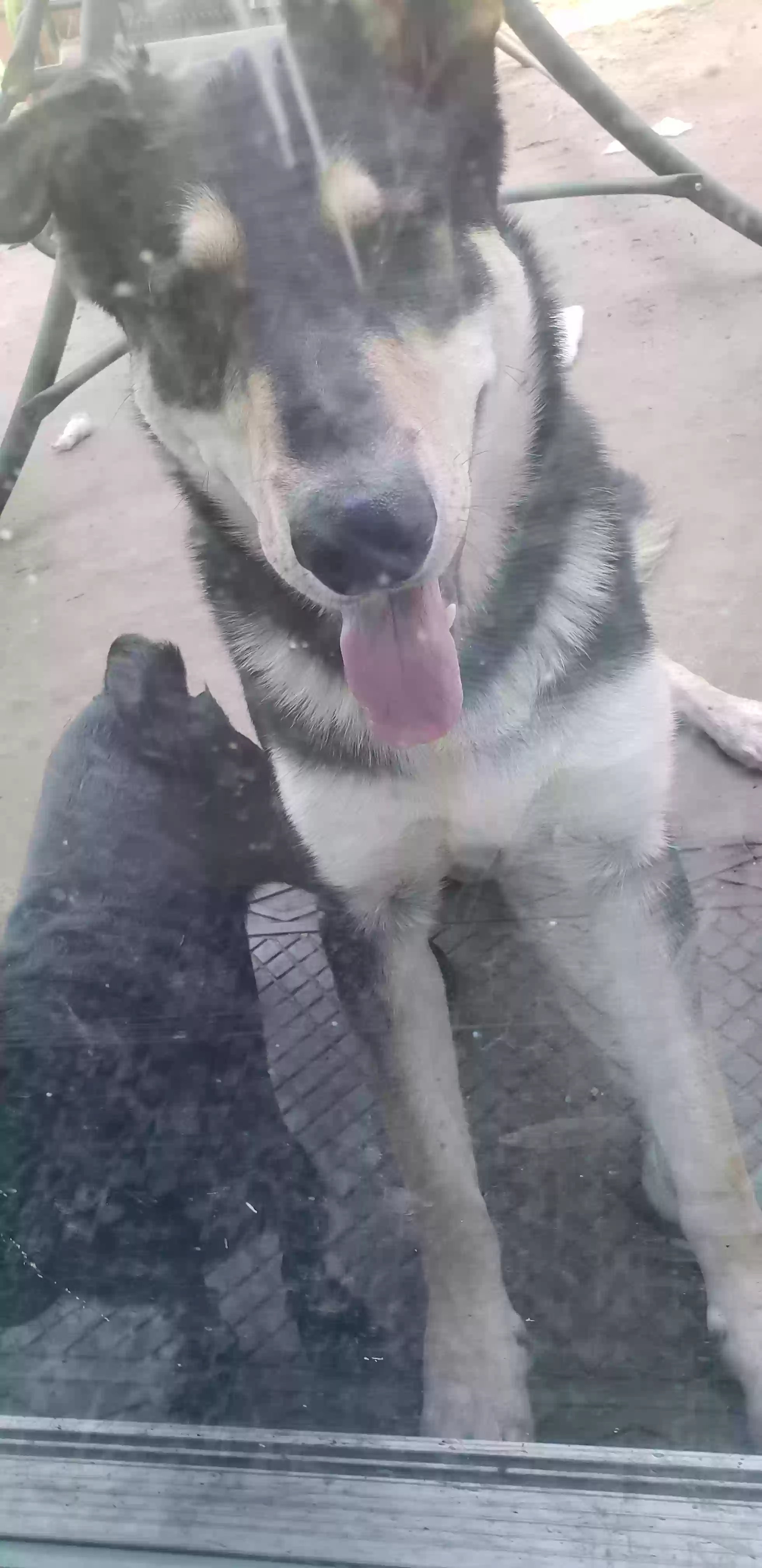 adoptable Dog in Ontario,CA named Delta