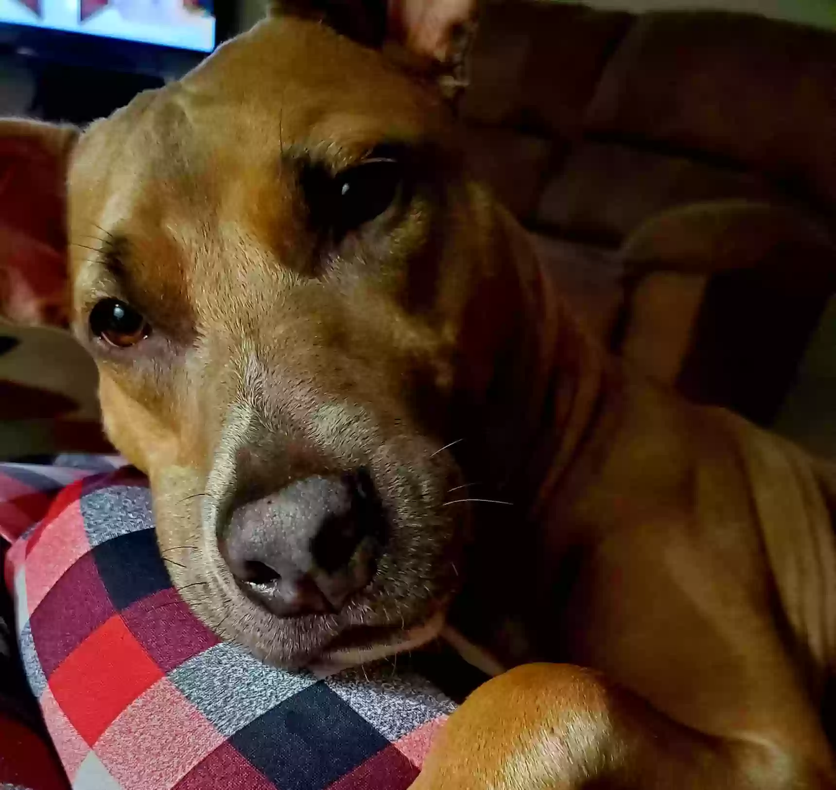 adoptable Dog in Jacksonville,FL named Harley