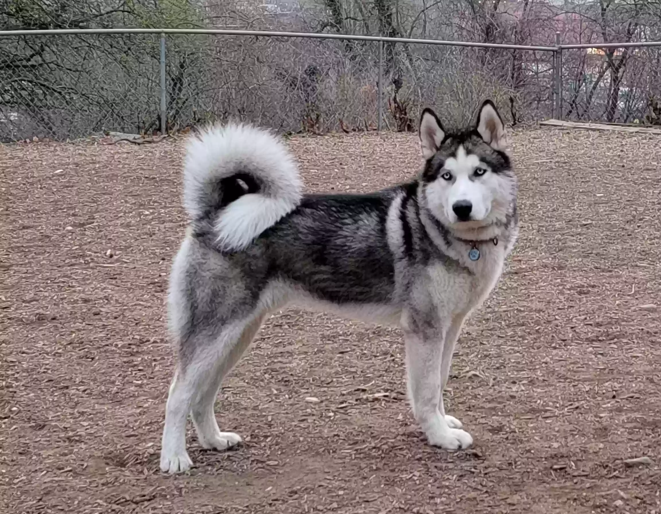 adoptable Dog in Bronx,NY named Lobo