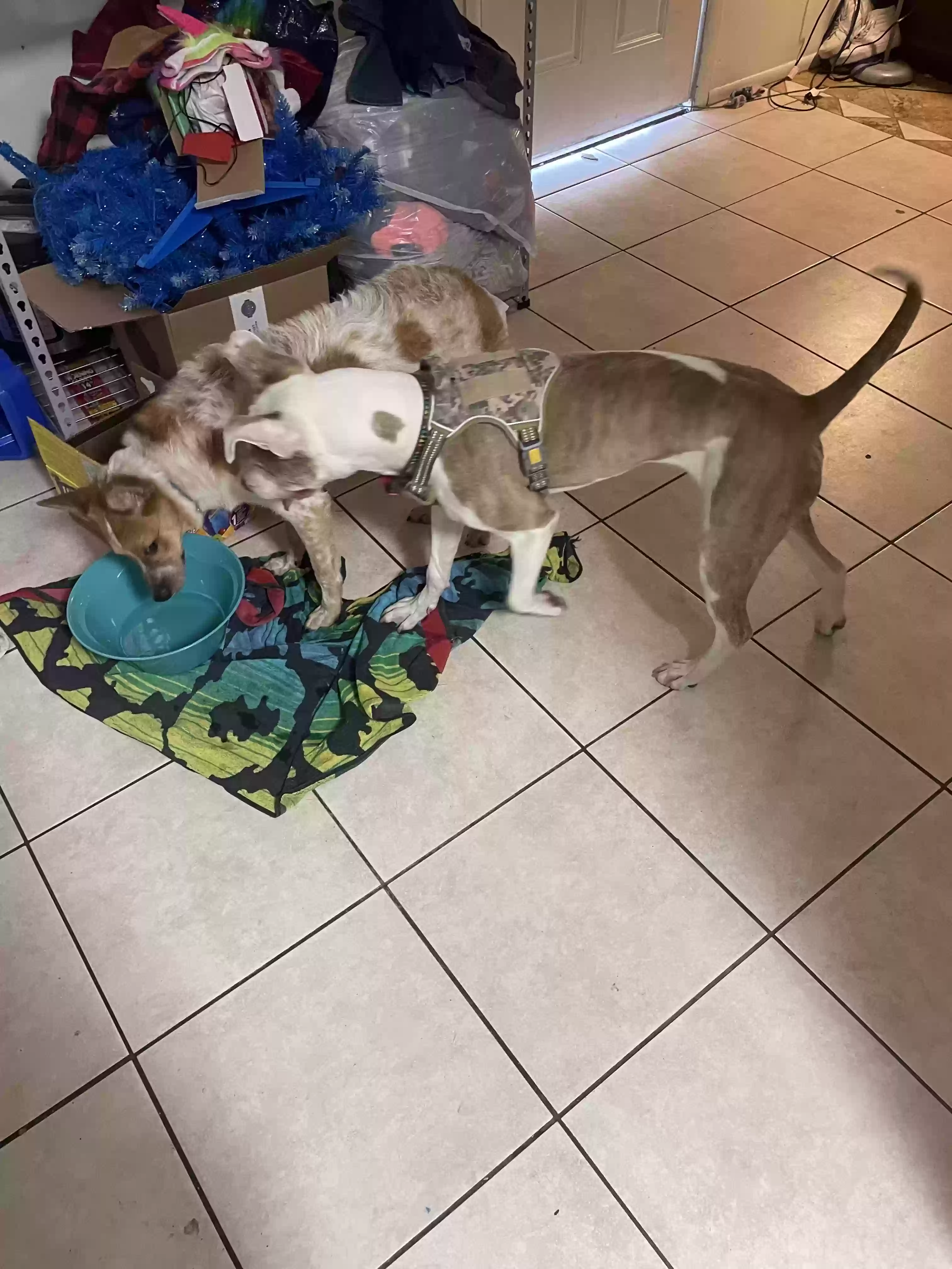 adoptable Dog in Mesa,AZ named Pisces