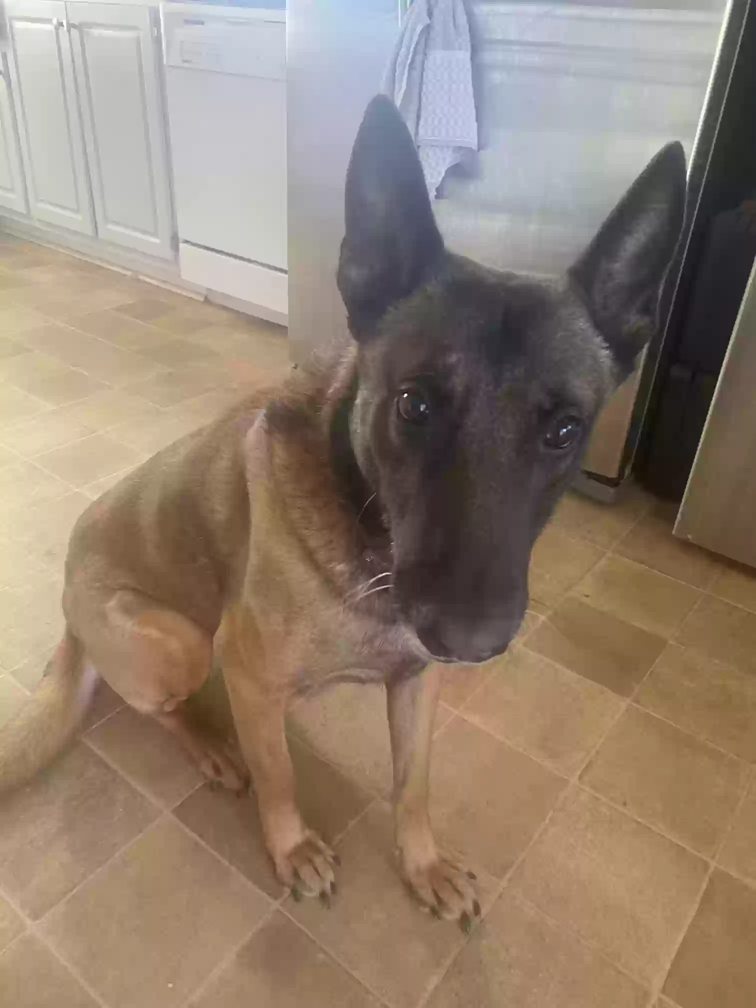adoptable Dog in Suwanee,GA named Diesel