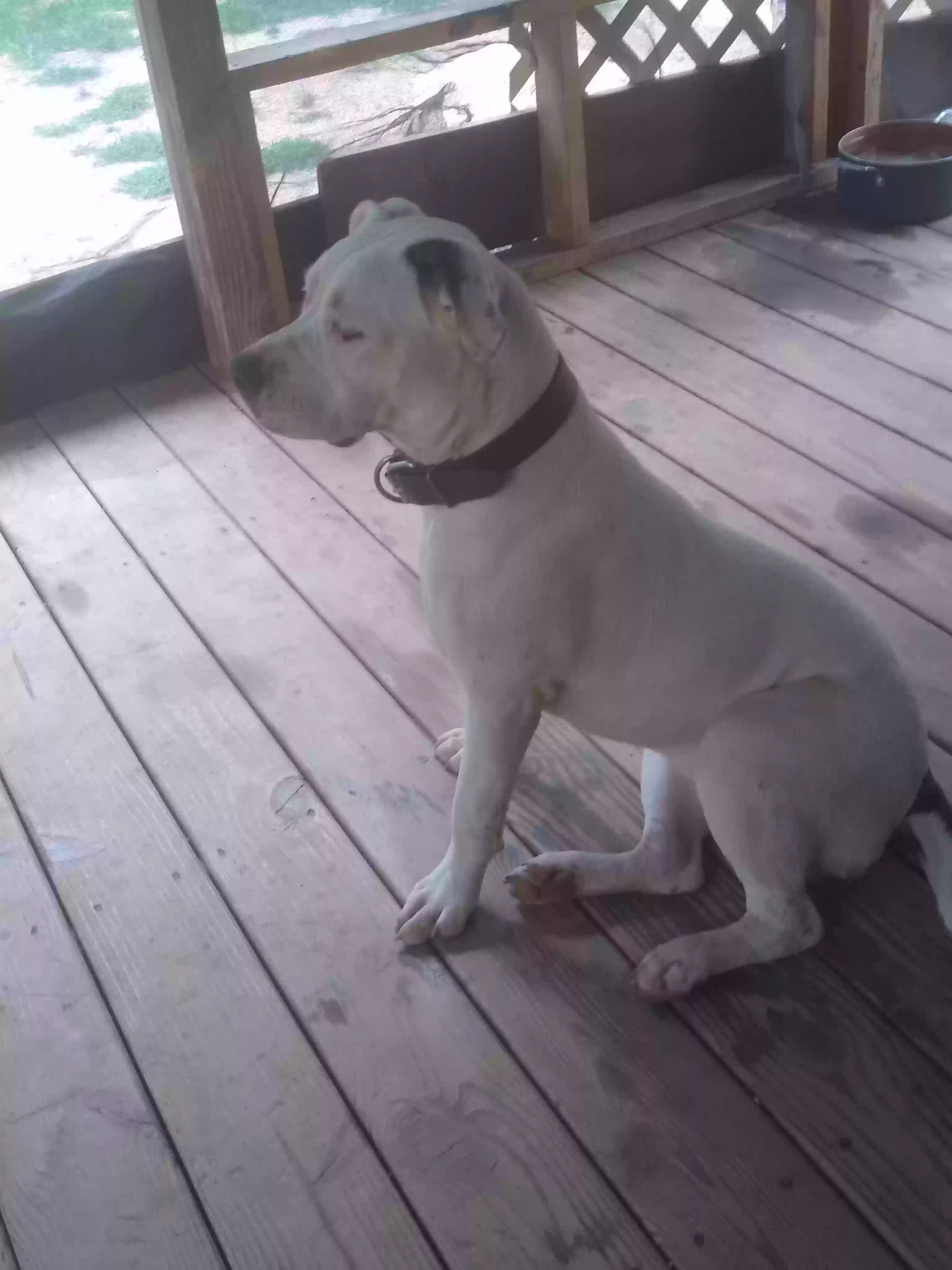 adoptable Dog in Eatonton,GA named Diamond
