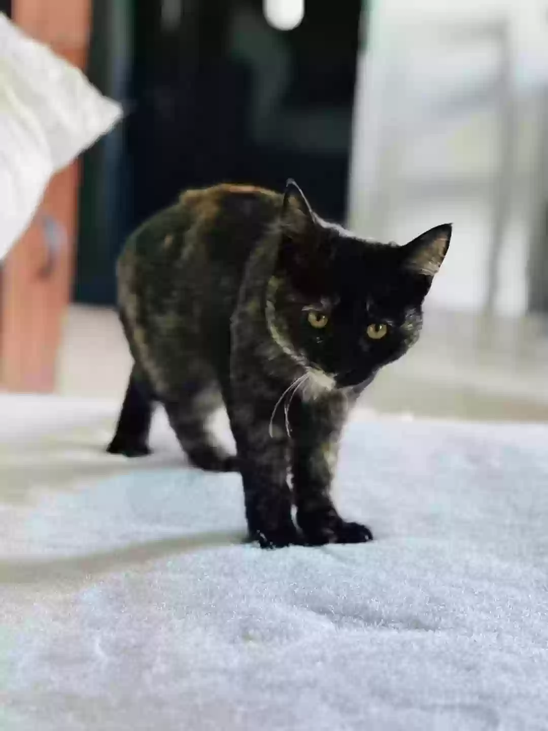 adoptable Cat in Rialto,CA named Quinn