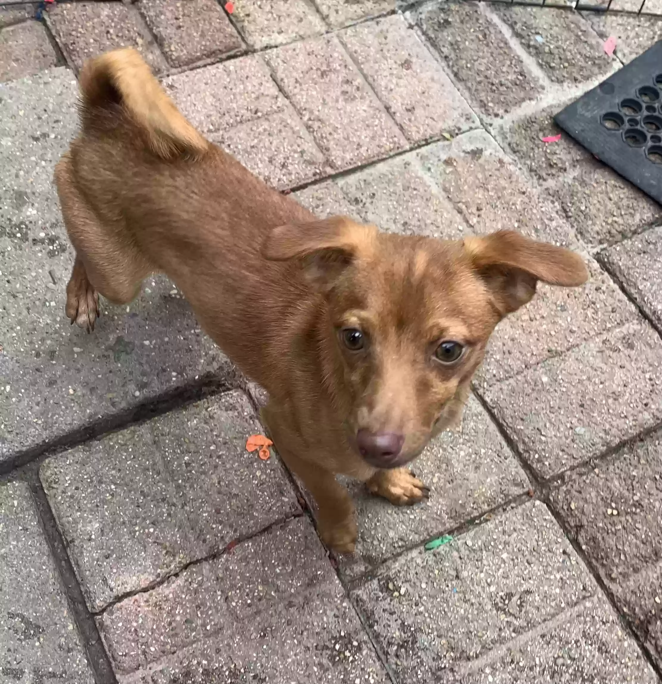 adoptable Dog in Houston,TX named Coco