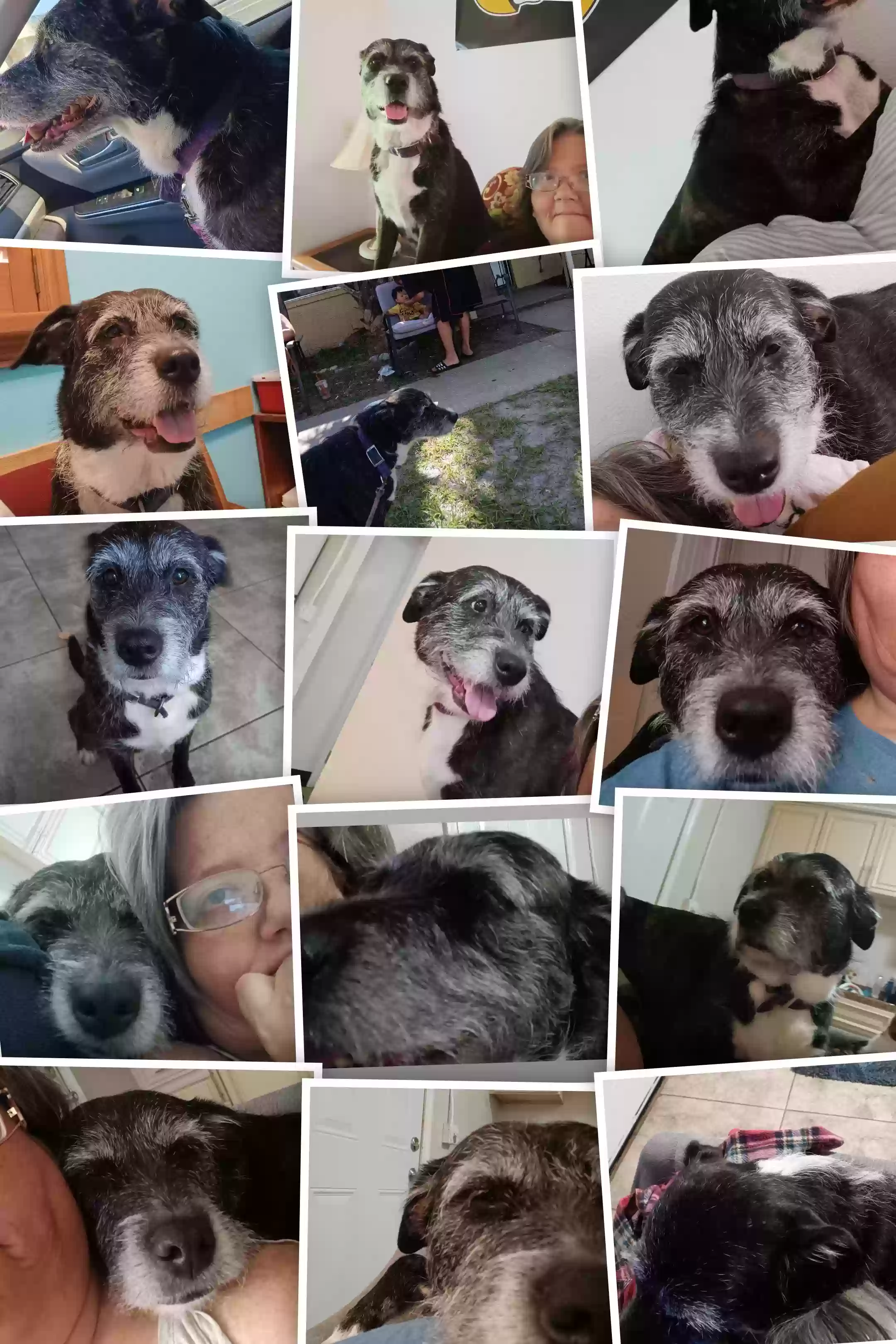 adoptable Dog in Gulfport,MS named Carebear
