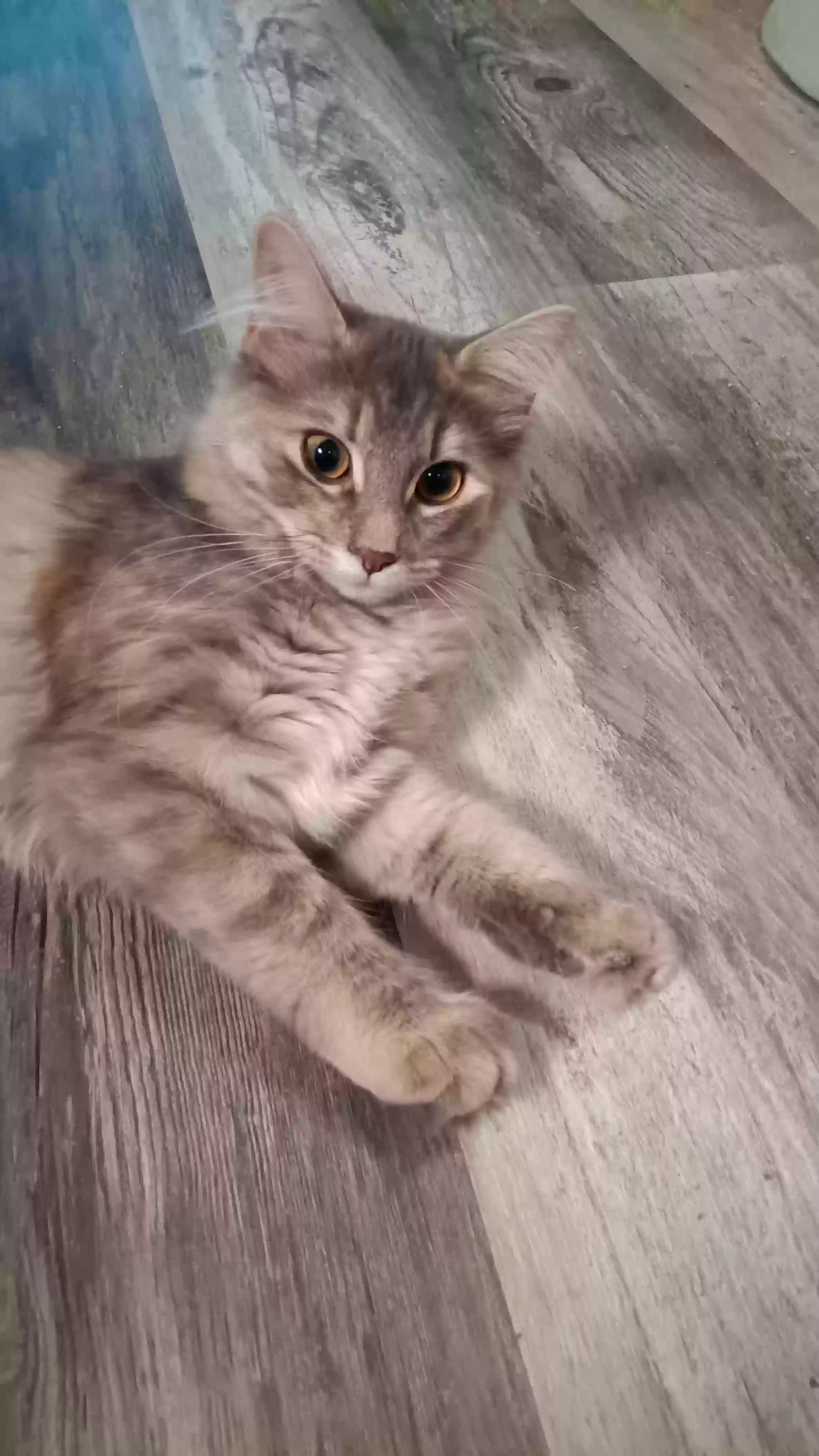 adoptable Cat in Hudson,WI named Bellatrix (6 months old)
