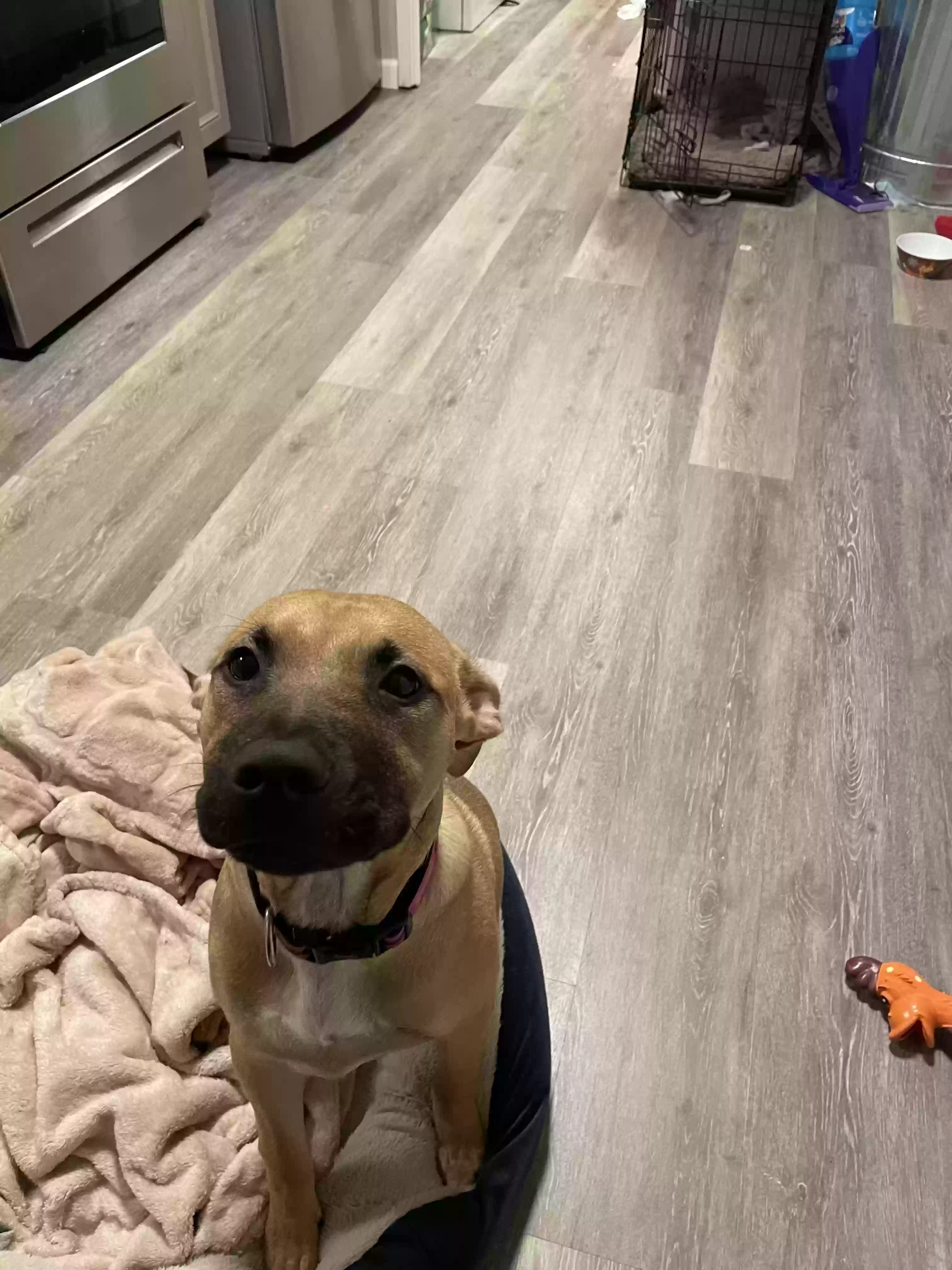 adoptable Dog in Cincinnati,OH named Rosco