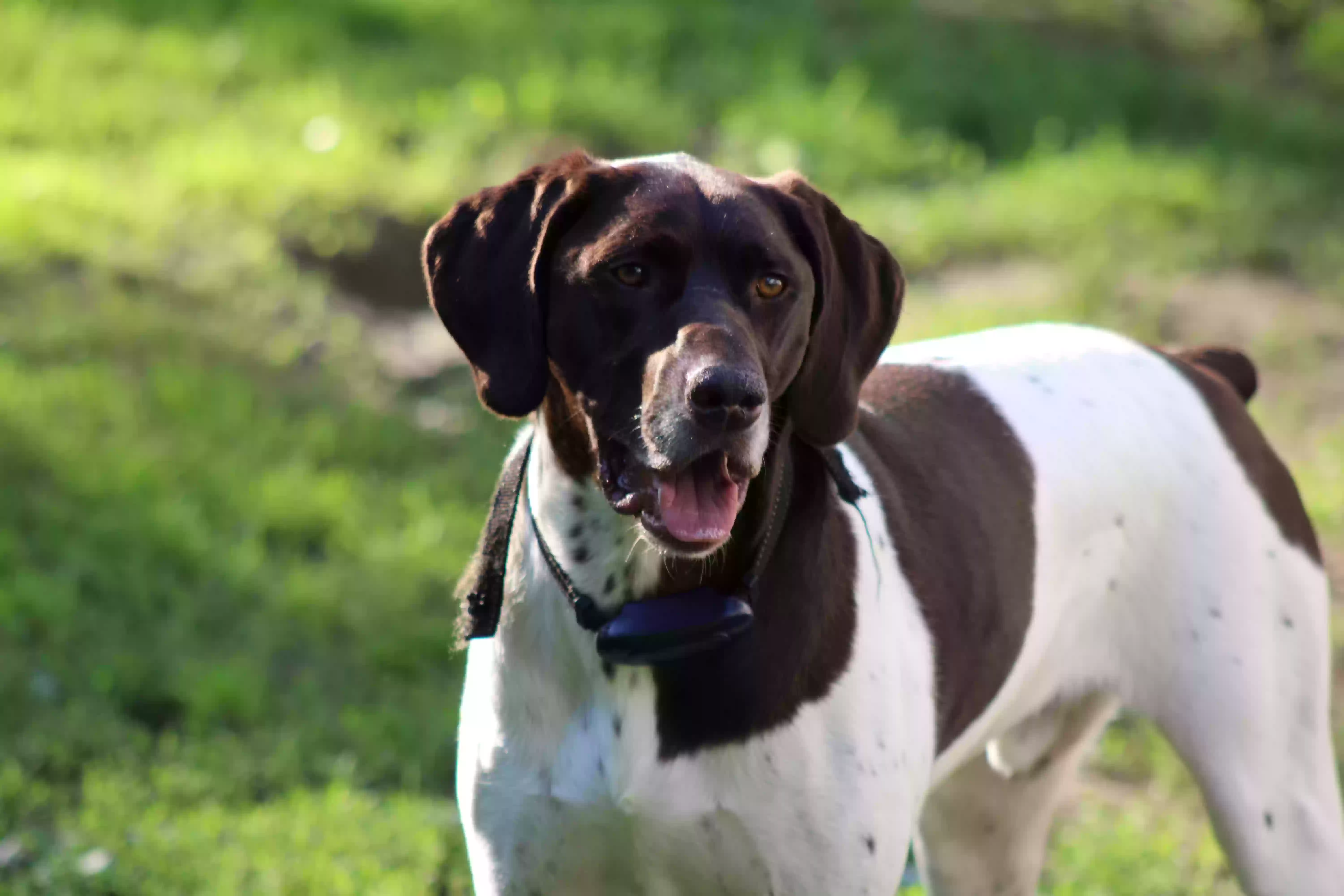 adoptable Dog in Scranton,PA named Tucker