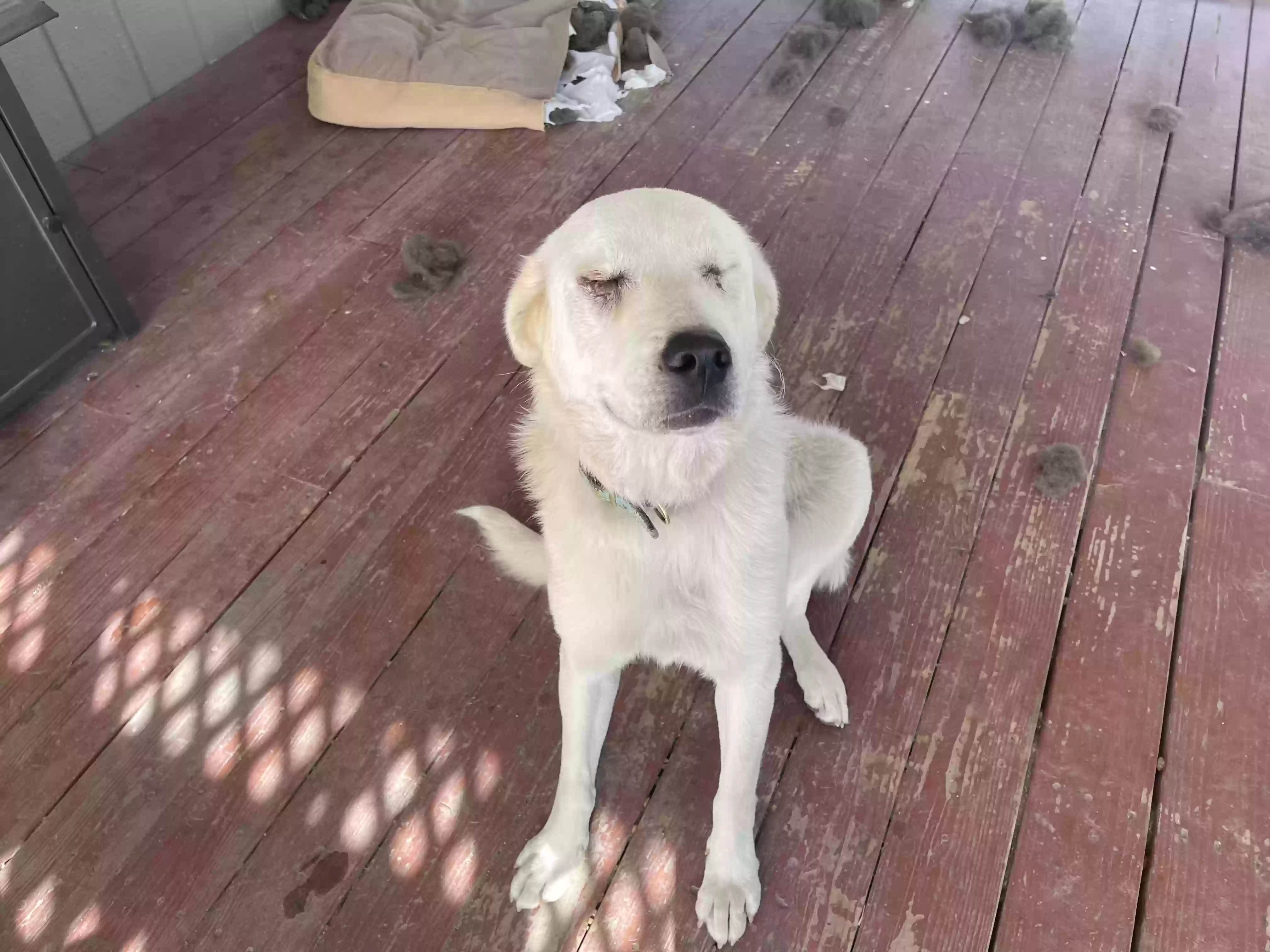 adoptable Dog in Middleton,ID named Tesla