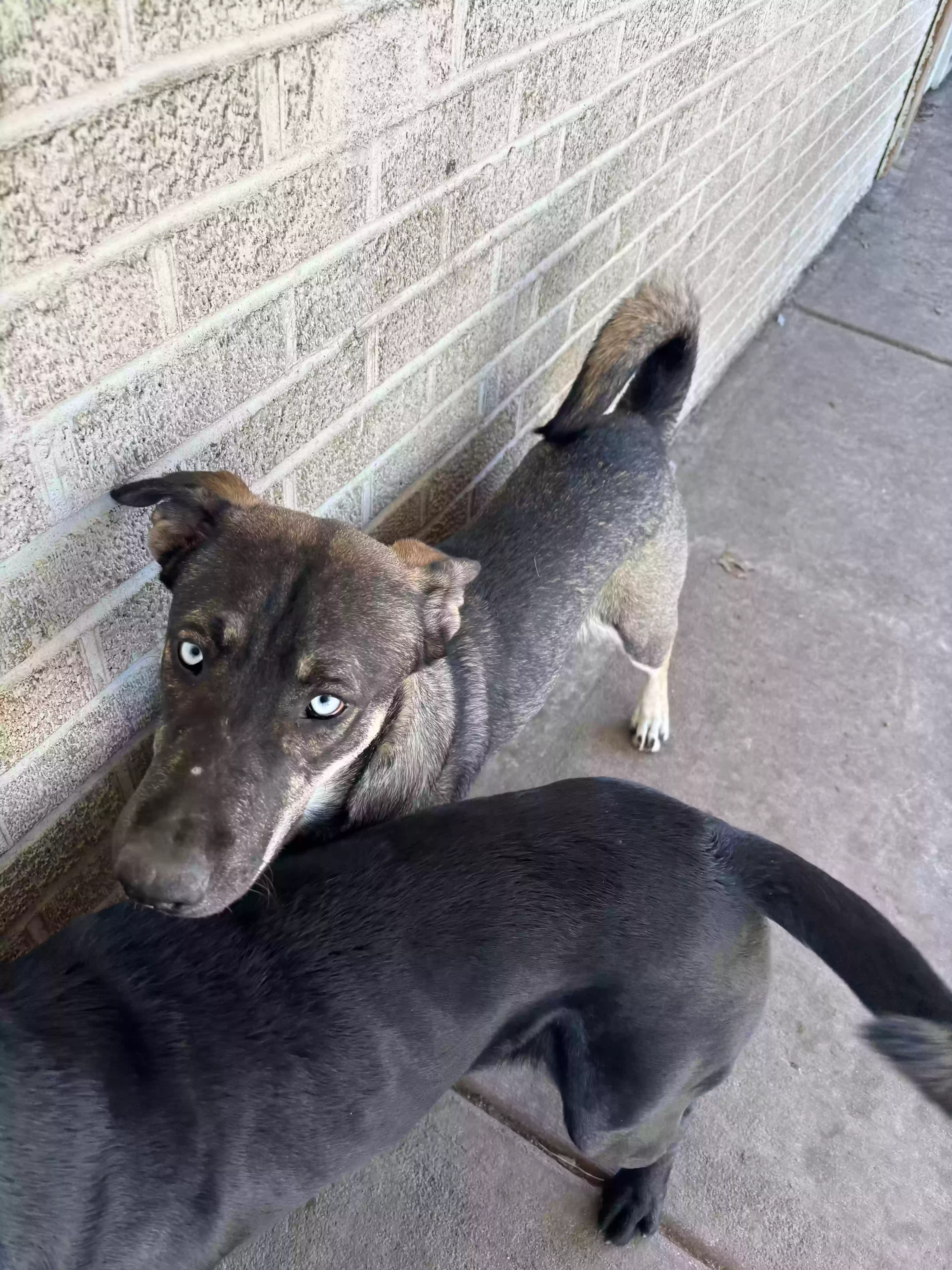 adoptable Dog in Wichita,KS named River