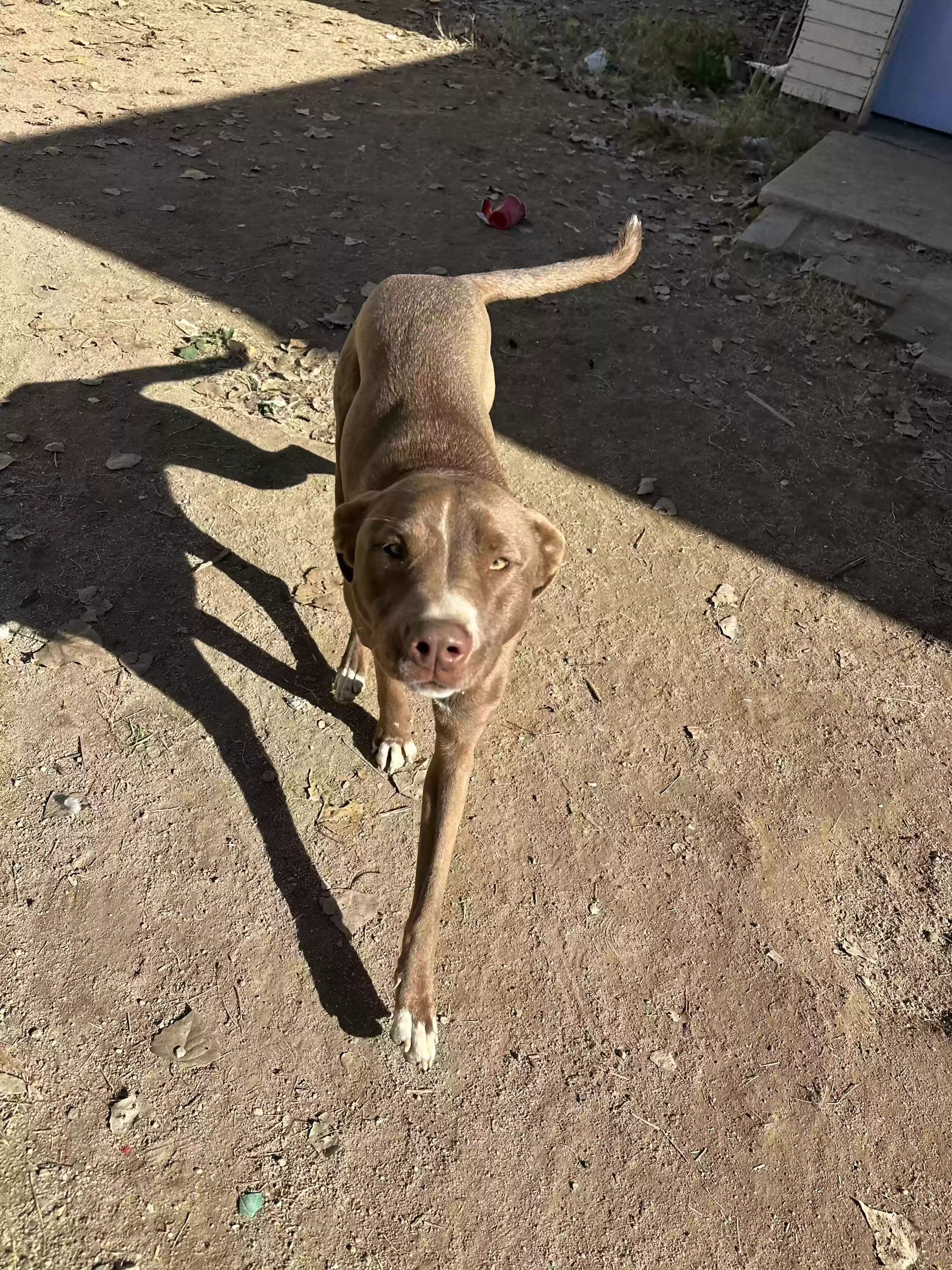 adoptable Dog in Taft,CA named Bella