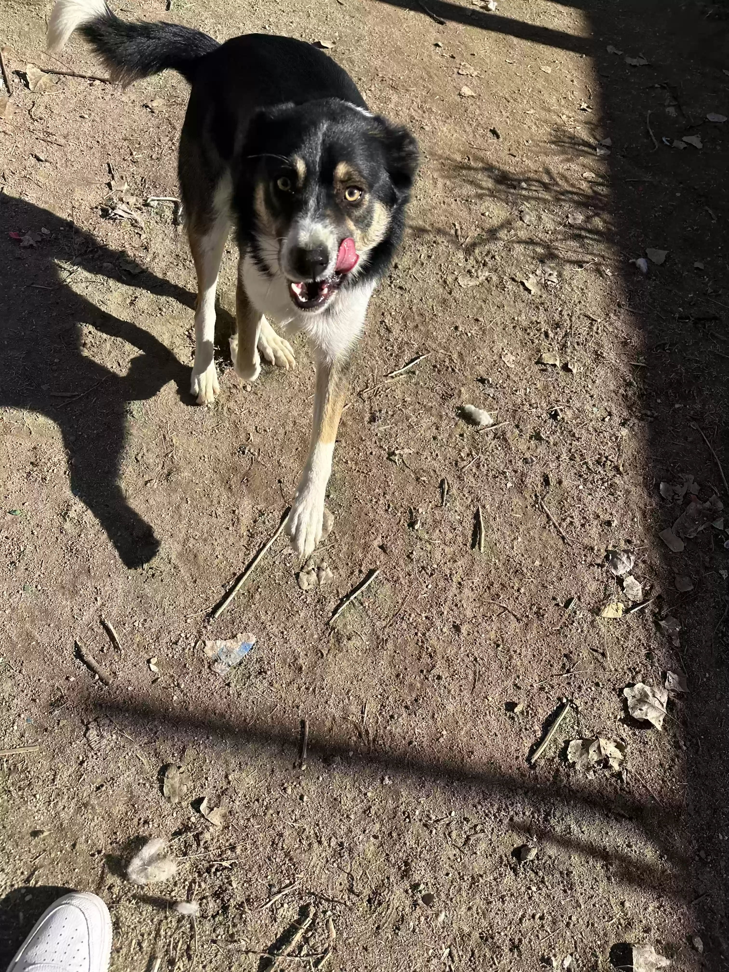 adoptable Dog in Taft,CA named Bob
