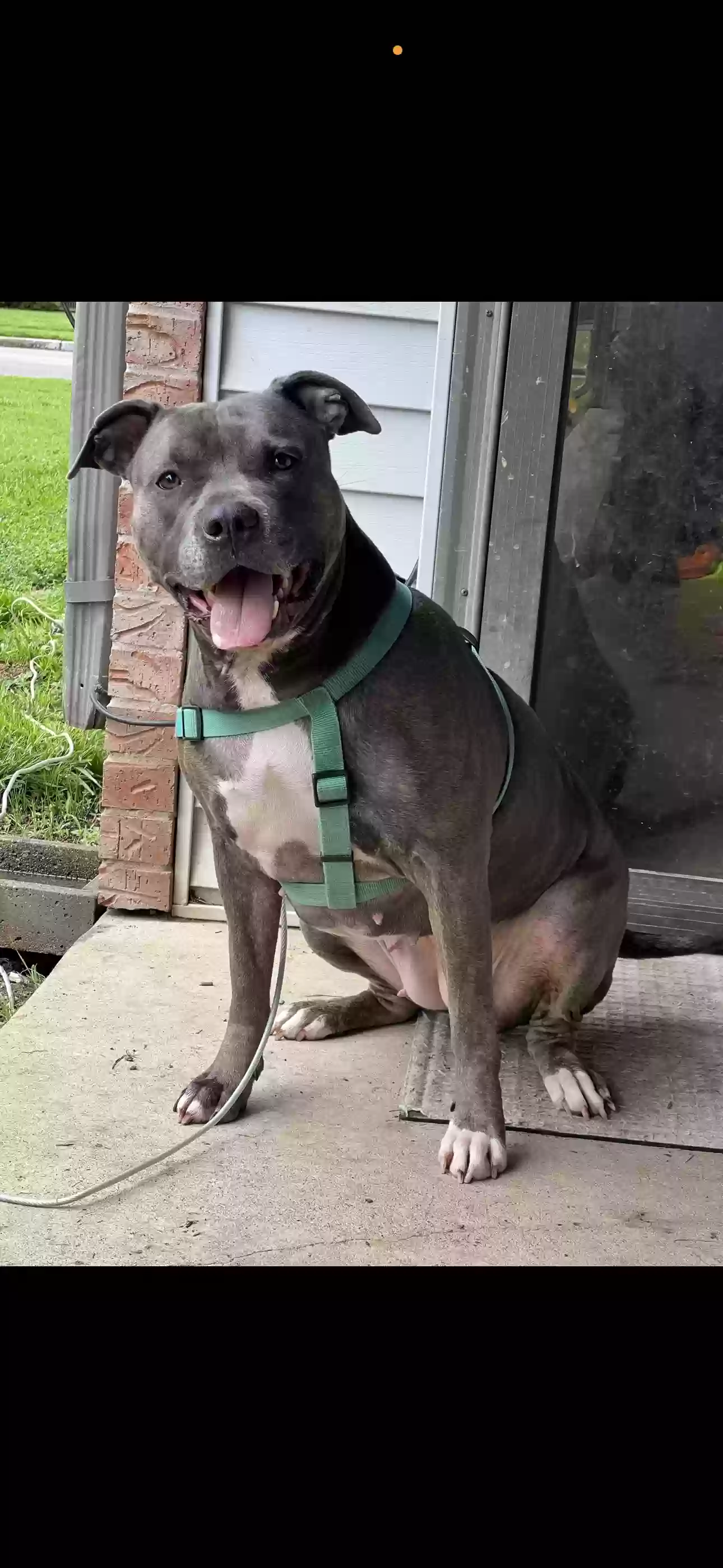 adoptable Dog in Owensboro,KY named Bella