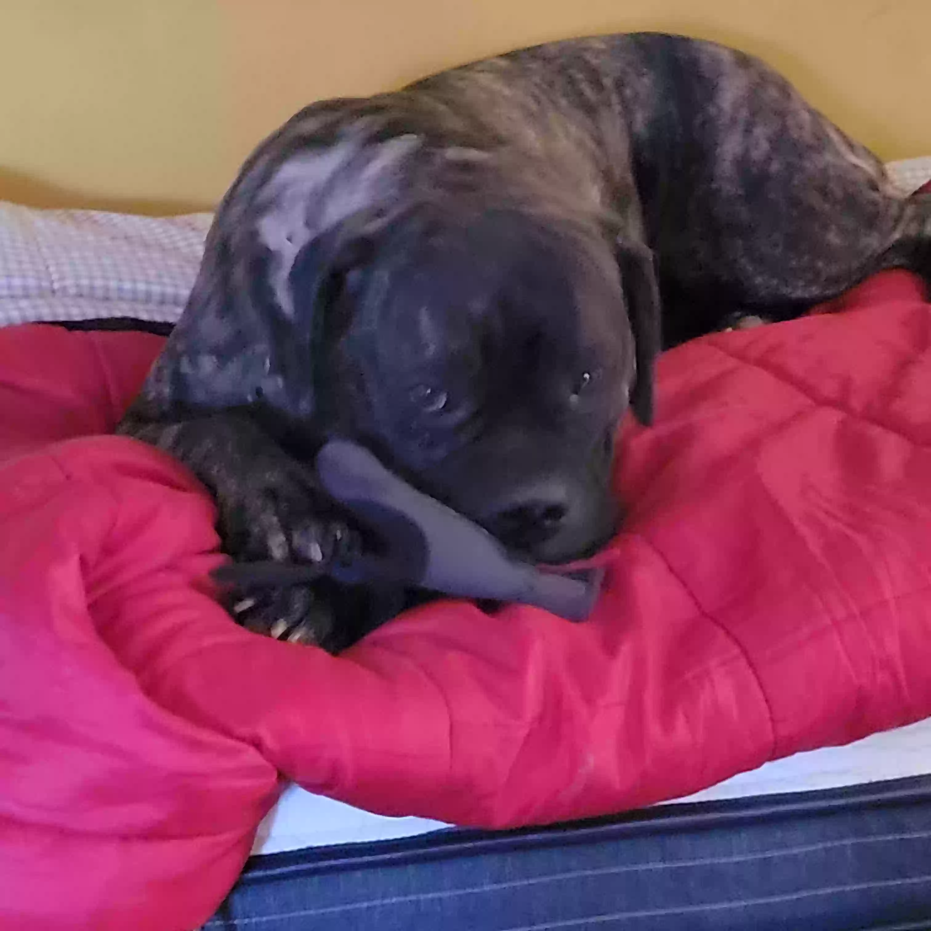 adoptable Dog in Niagara Falls,NY named Gisla