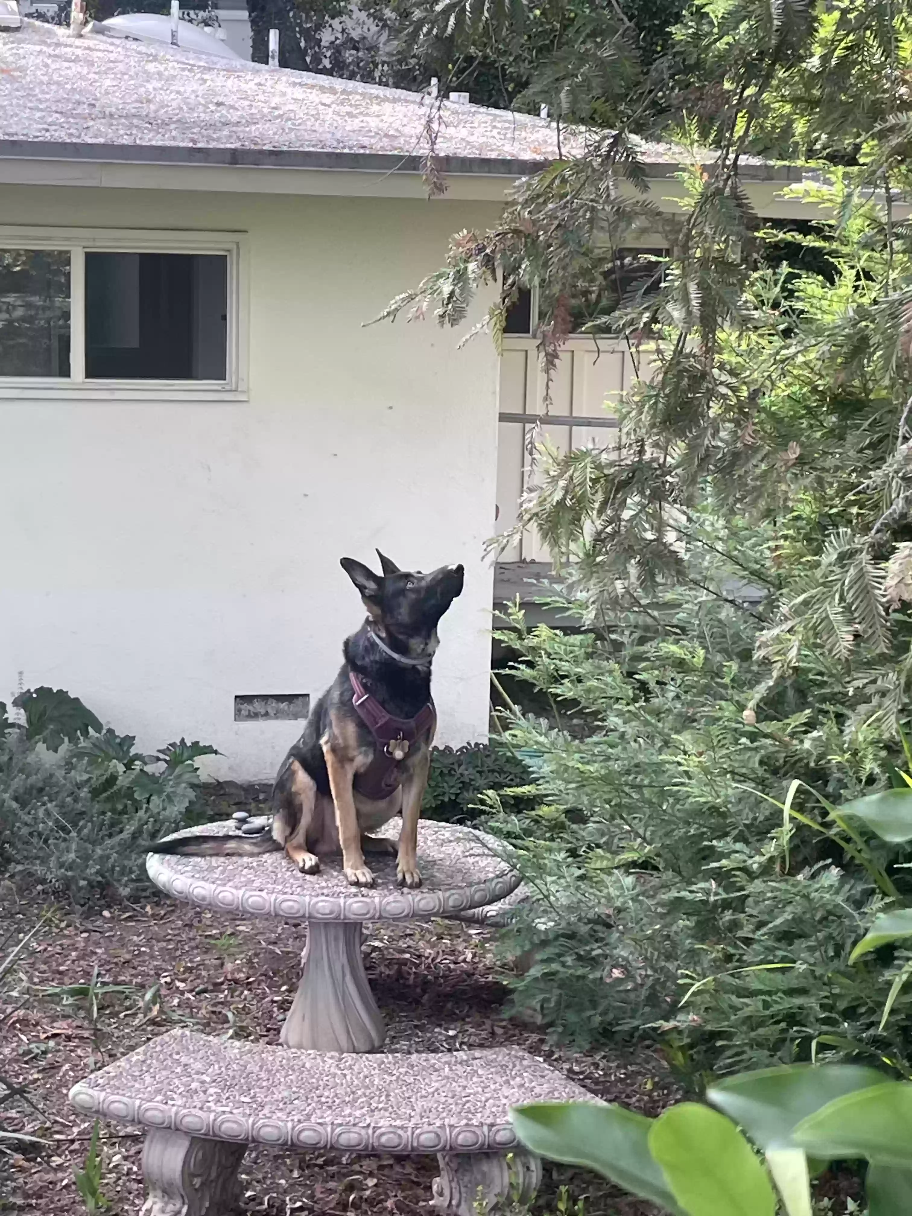 adoptable Dog in Glendale,CA named Pasha