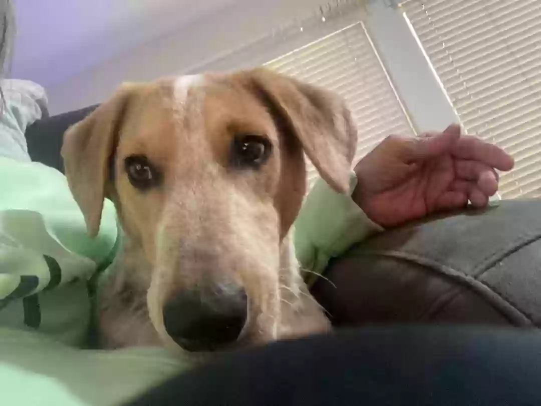 adoptable Dog in Casa Grande,AZ named Pedro