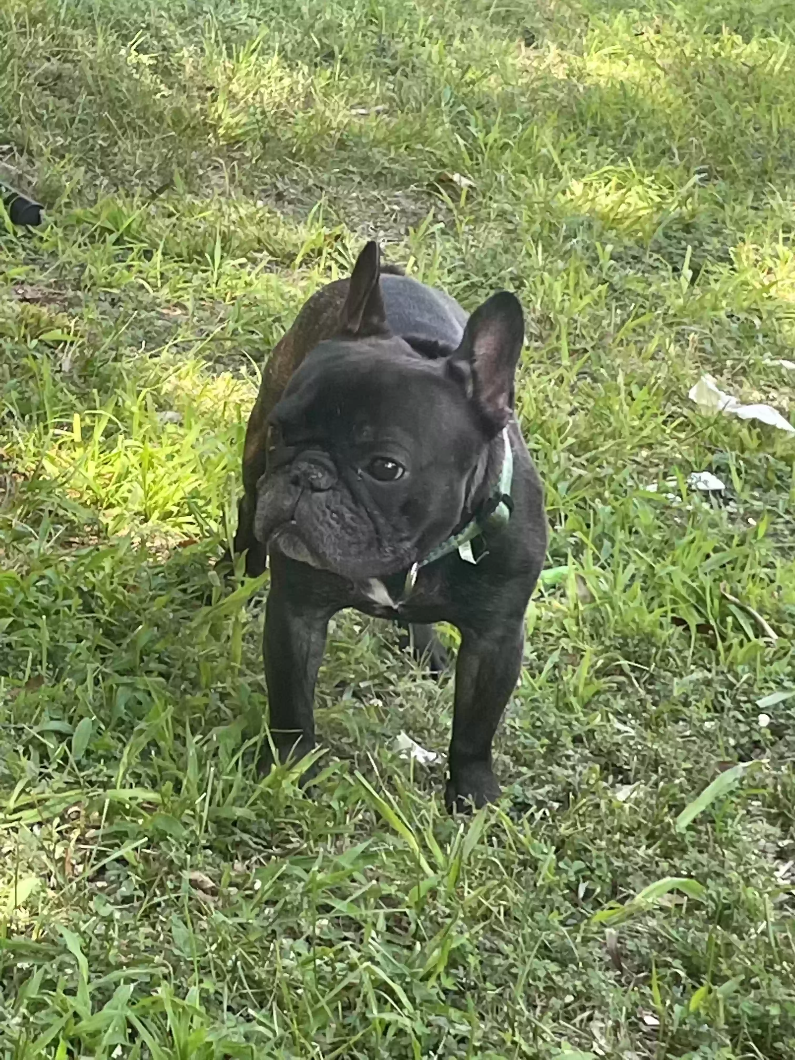 adoptable Dog in Hampton,VA named Vader