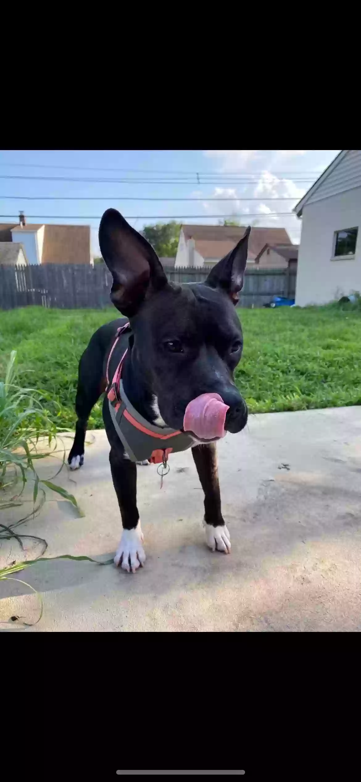 adoptable Dog in Wilmington,DE named Genesis