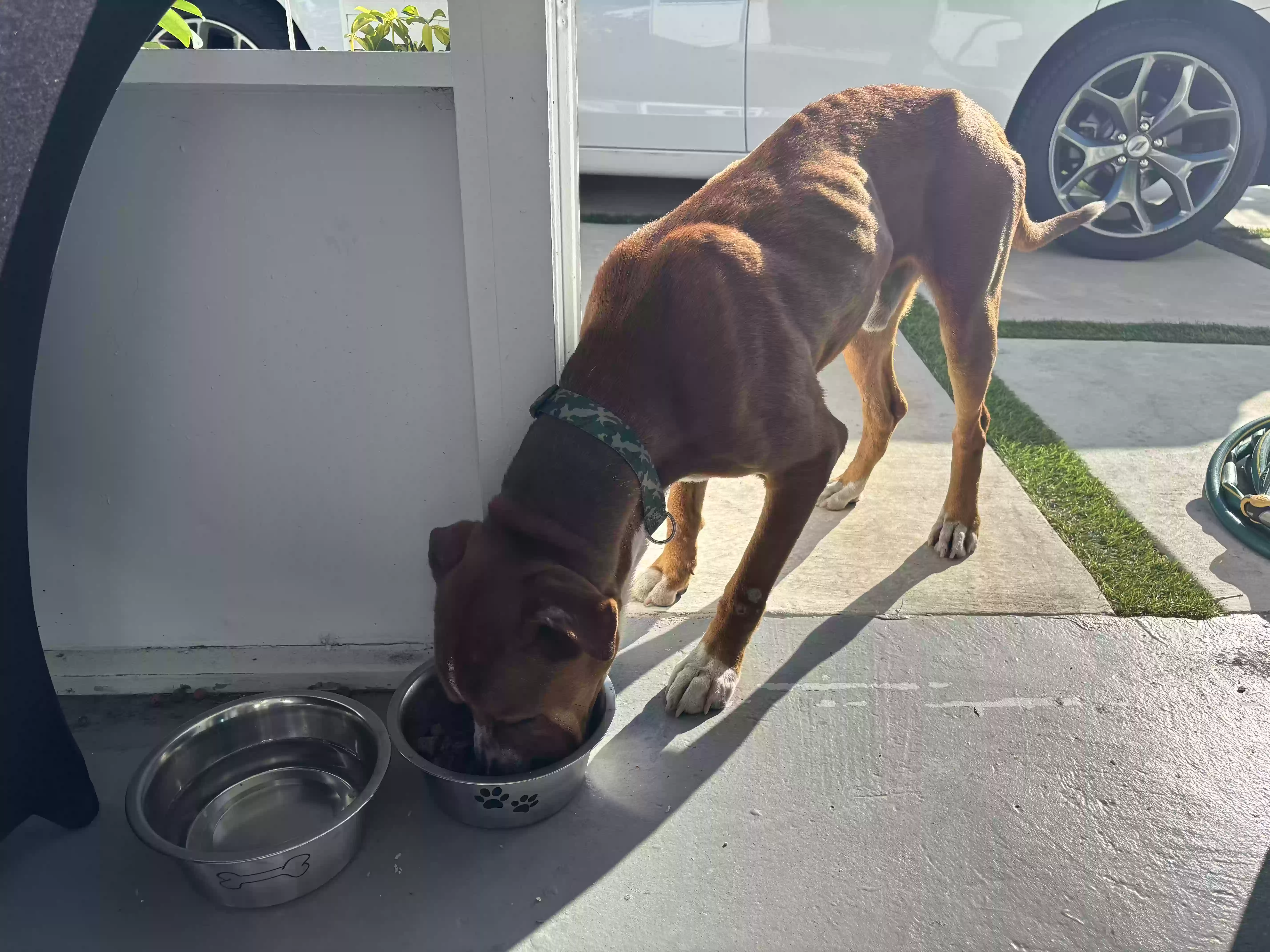 adoptable Dog in Hialeah,FL named Bones