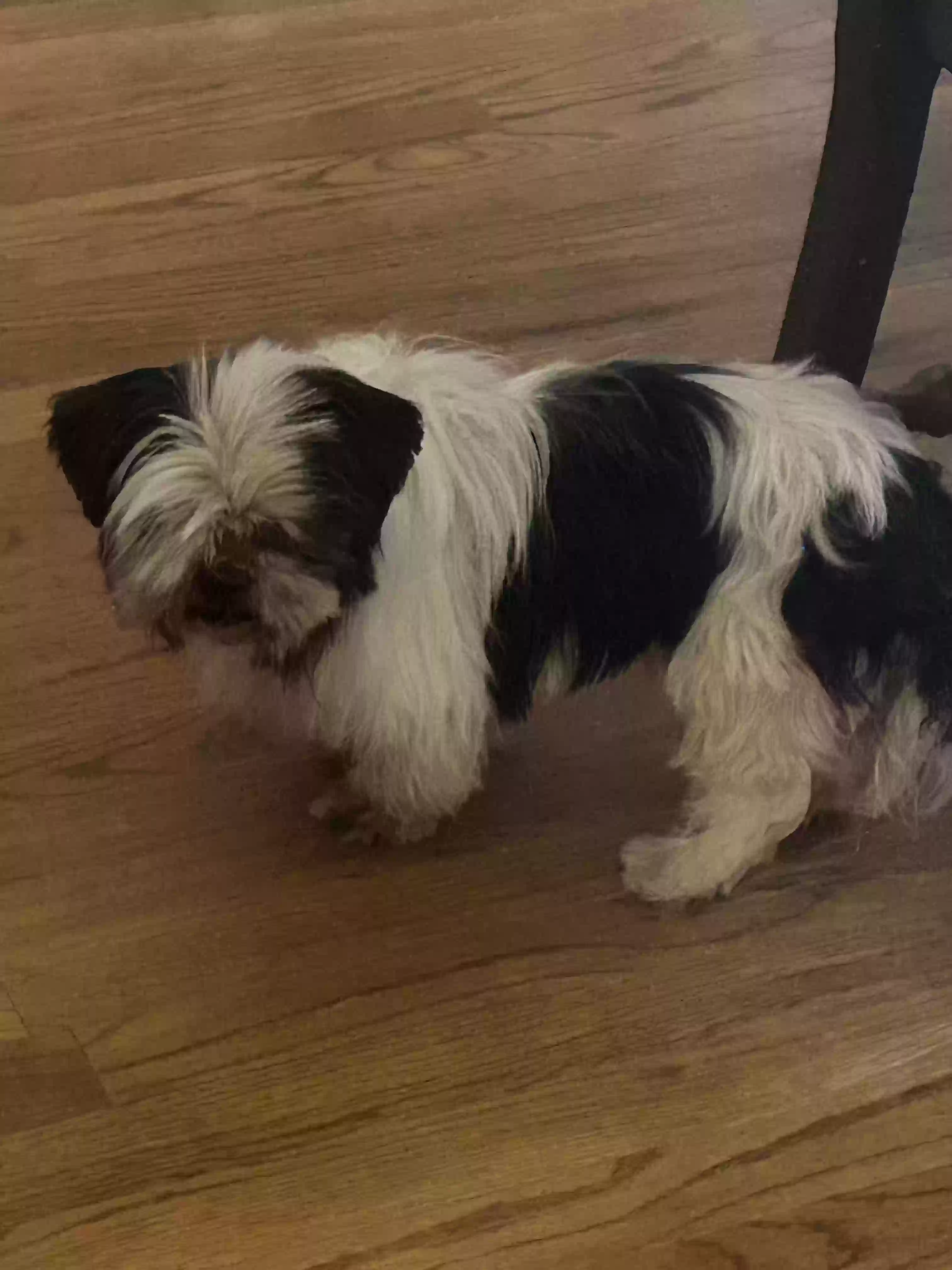 adoptable Dog in Denison,TX named Rosco