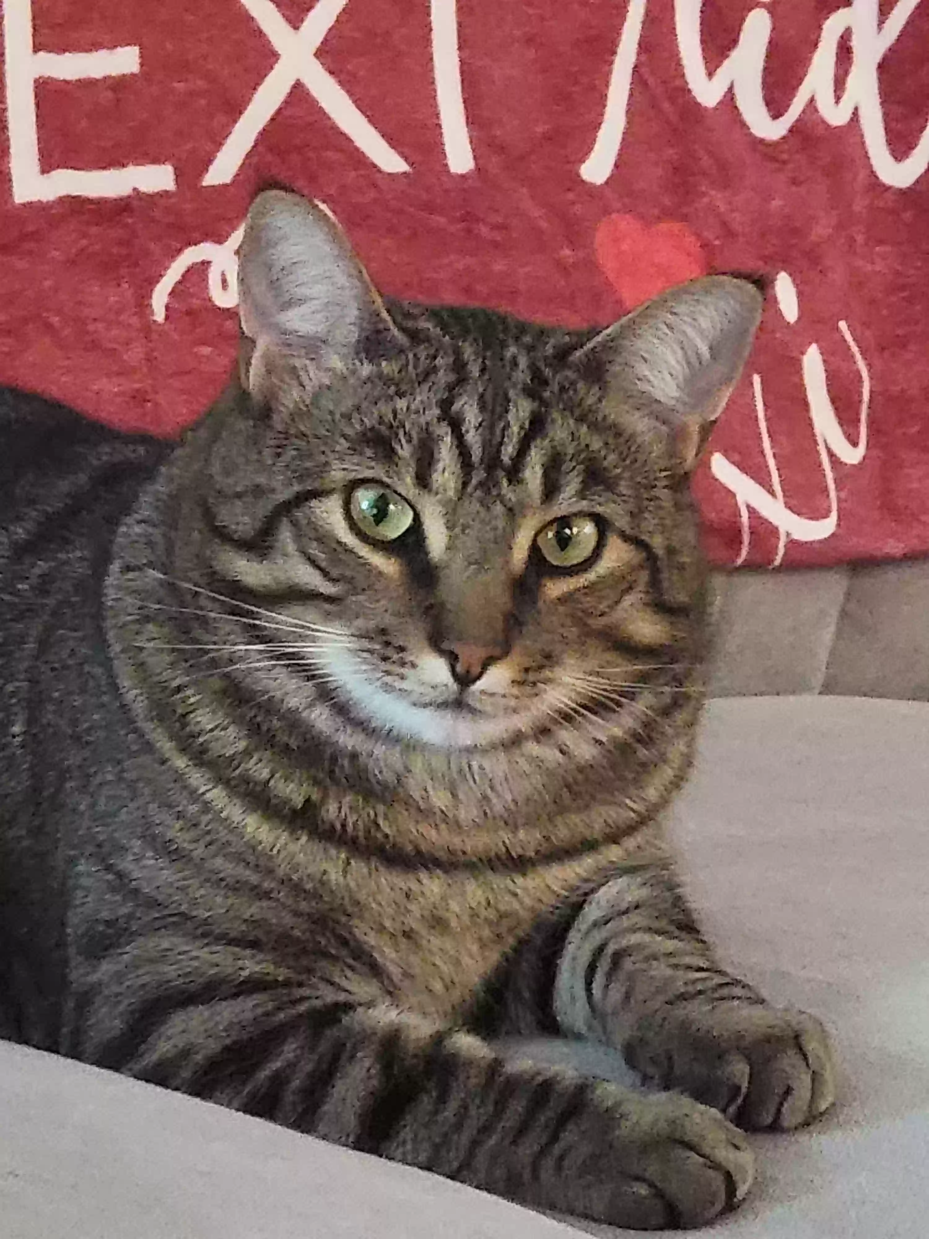 adoptable Cat in Fuquay Varina,NC named Tyson