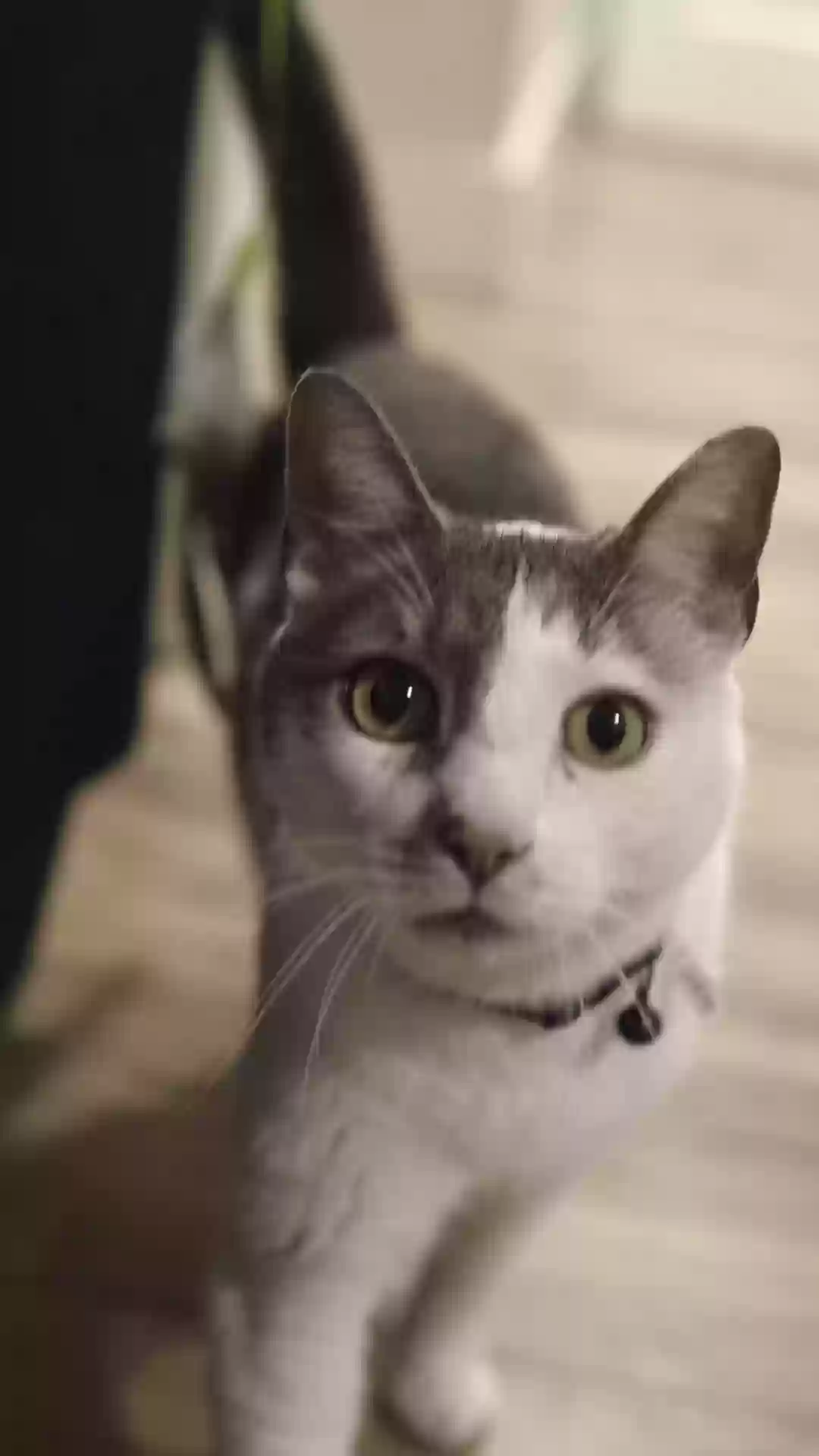 adoptable Cat in Sacramento,CA named Rudy