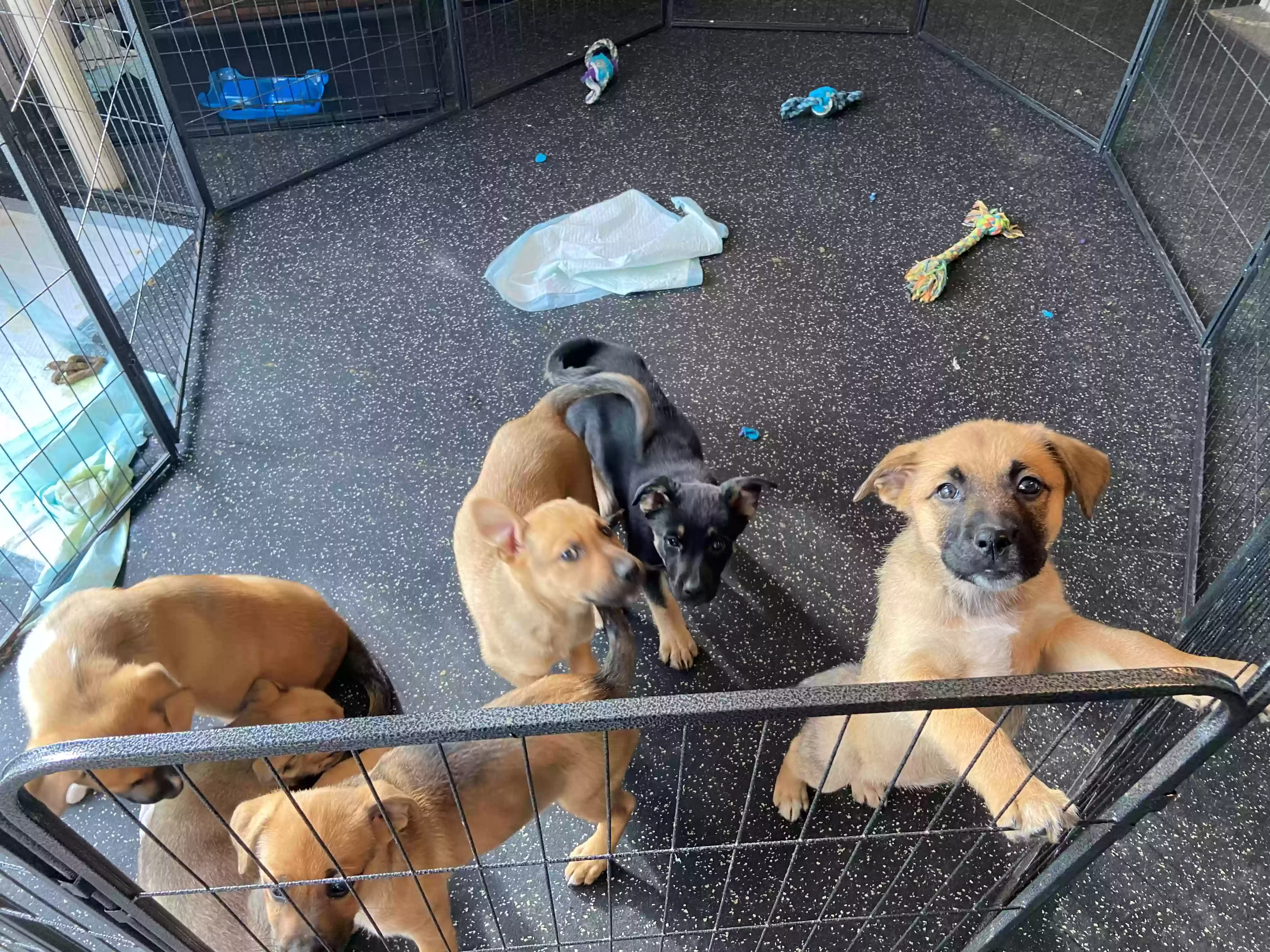 adoptable Dog in Fresno,CA named puppies-m/f