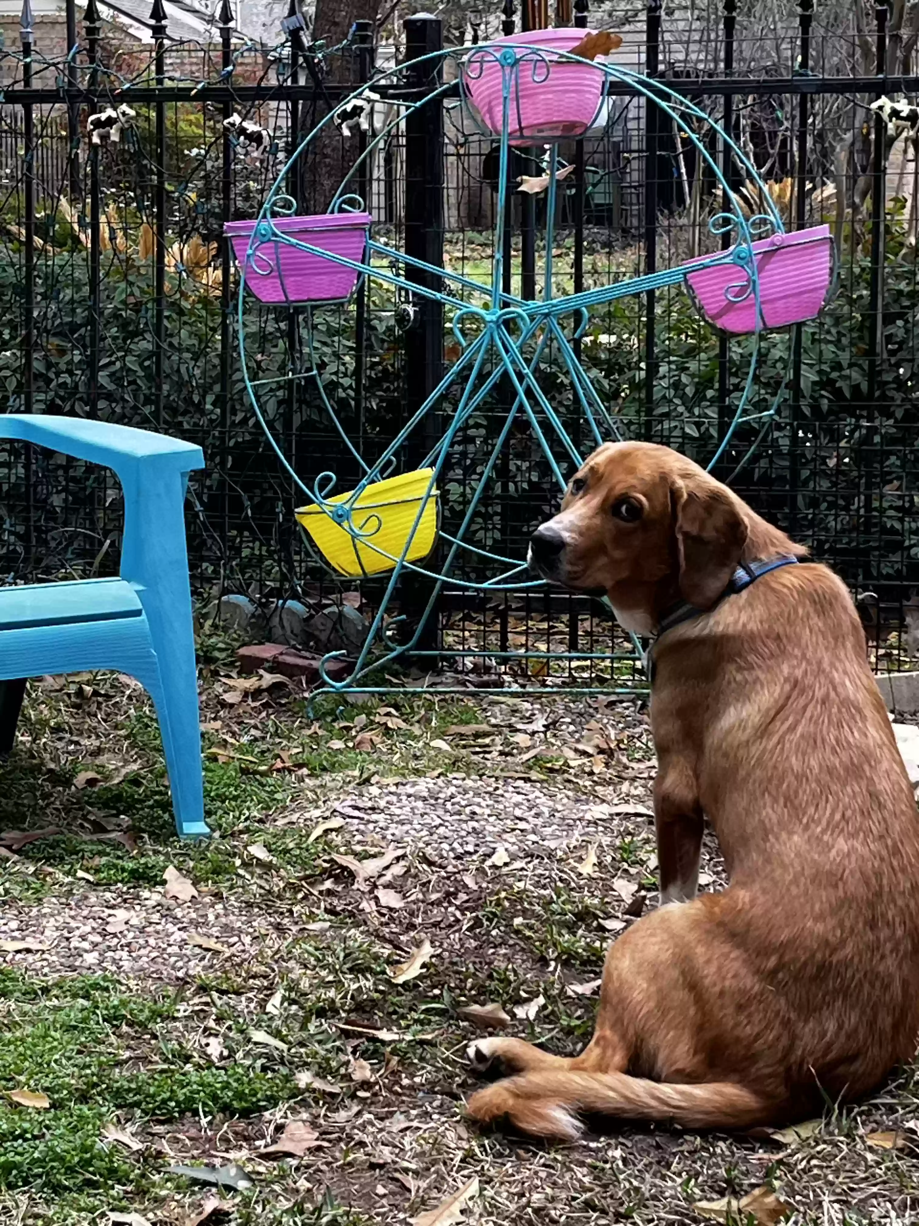 adoptable Dog in Conroe,TX named BigBoy