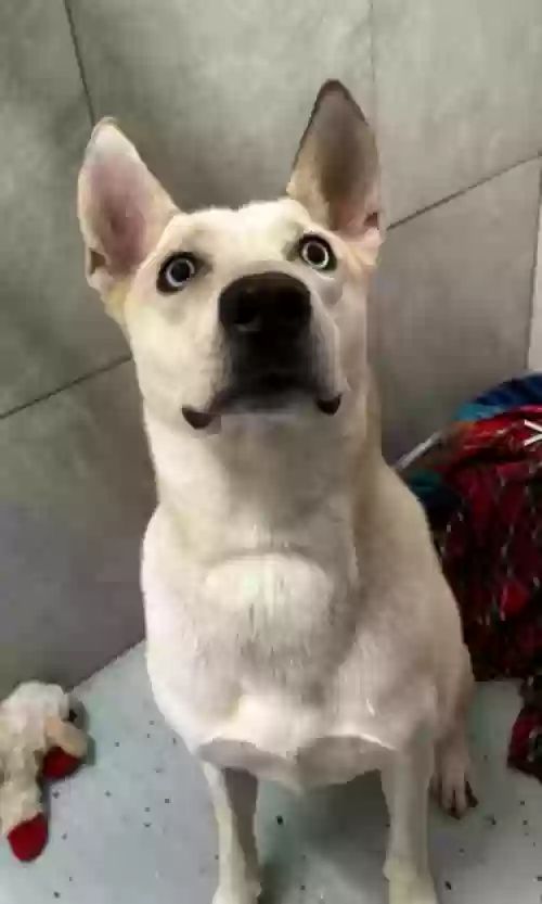 adoptable Dog in Paradise Valley,AZ named MIA