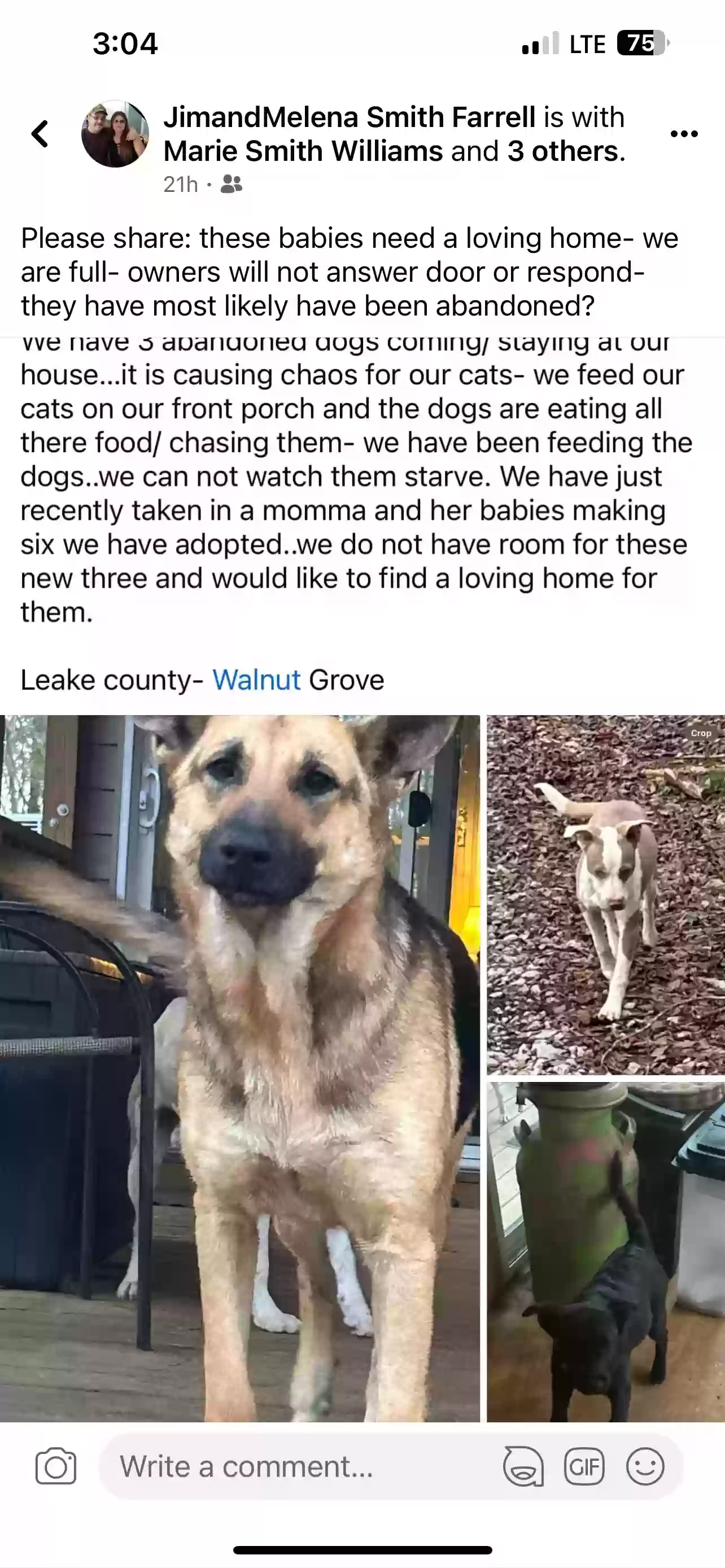 adoptable Dog in Walnut Grove,MS named No names- abandoned by neighbor