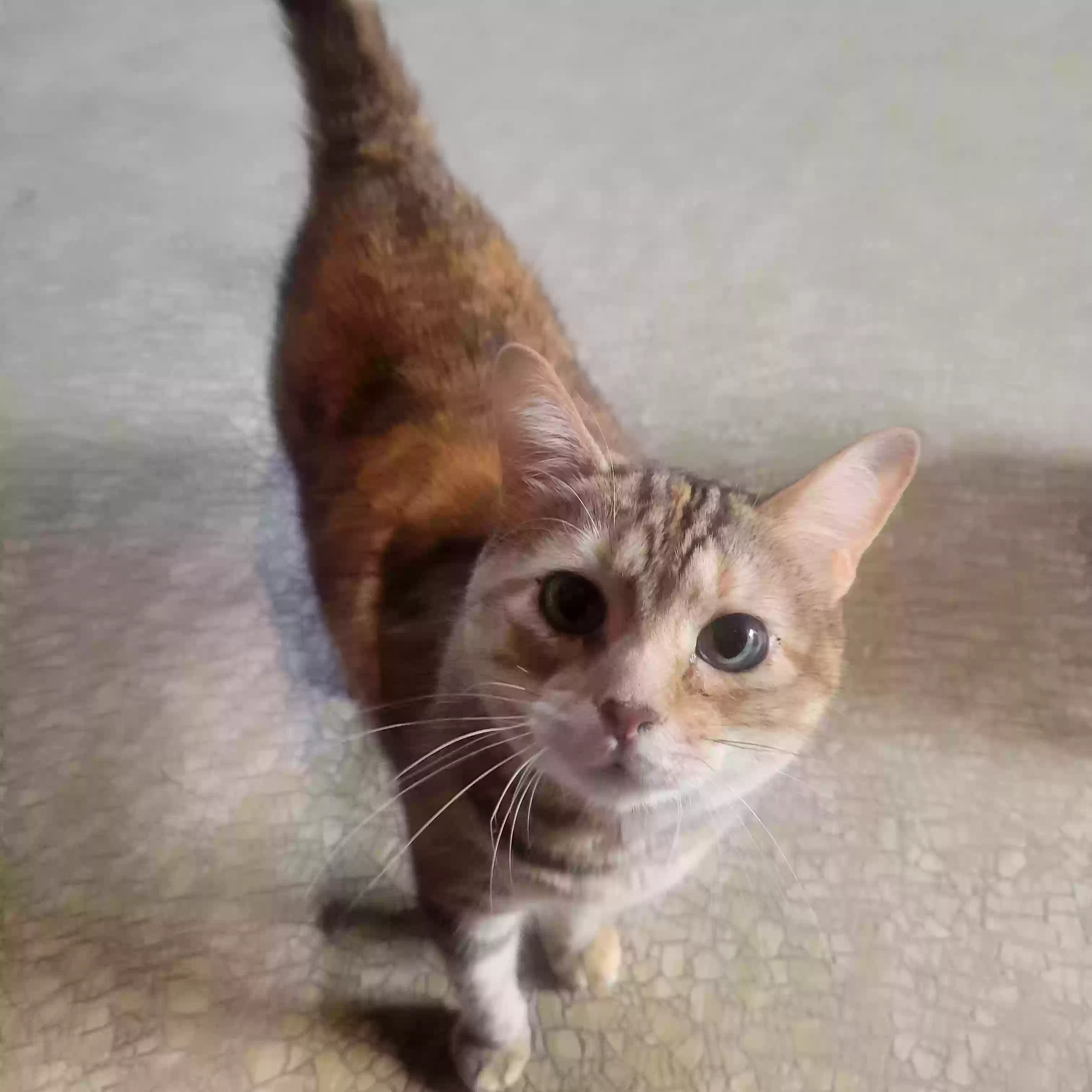 adoptable Cat in Menomonee Falls,WI named Ginger