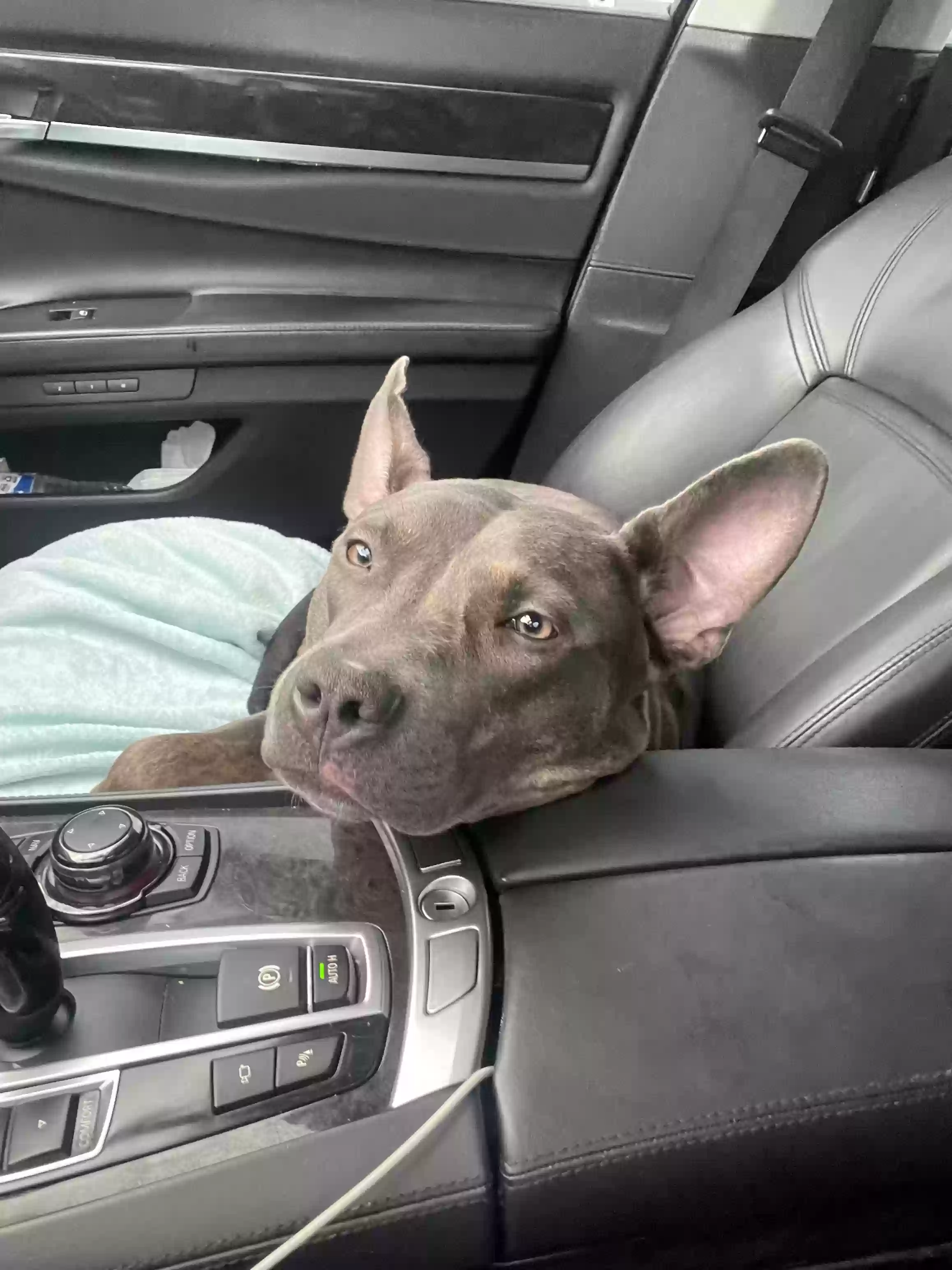 adoptable Dog in Orlando,FL named Saige