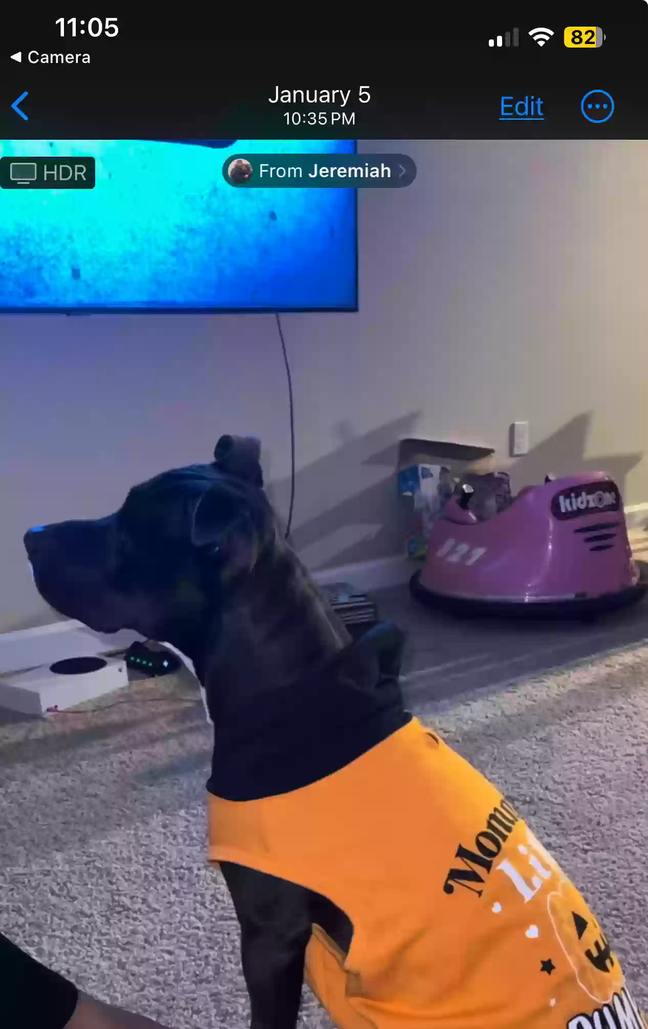 adoptable Dog in Orlando,FL named Iso