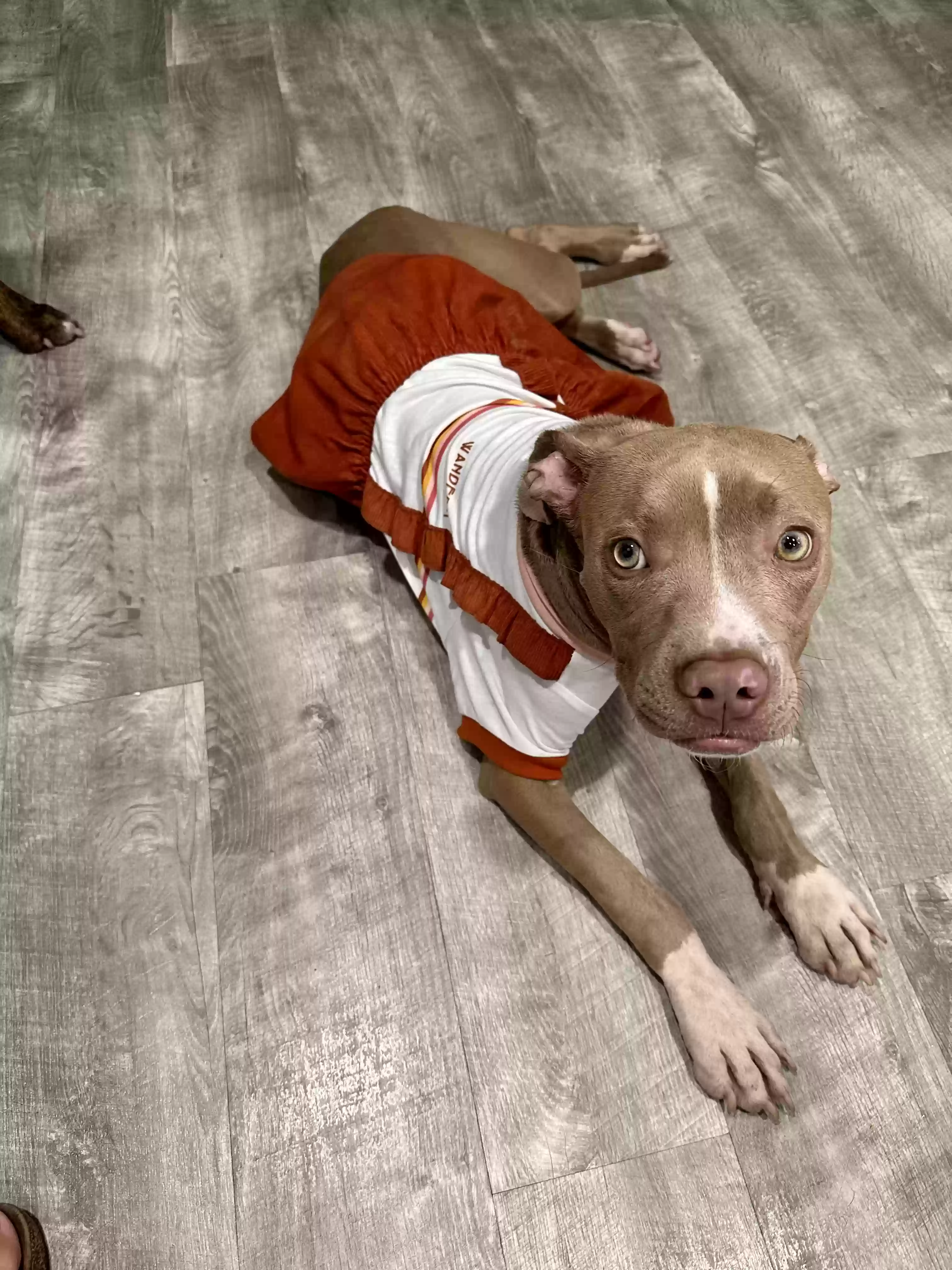 adoptable Dog in Jacksonville,FL named Peaches