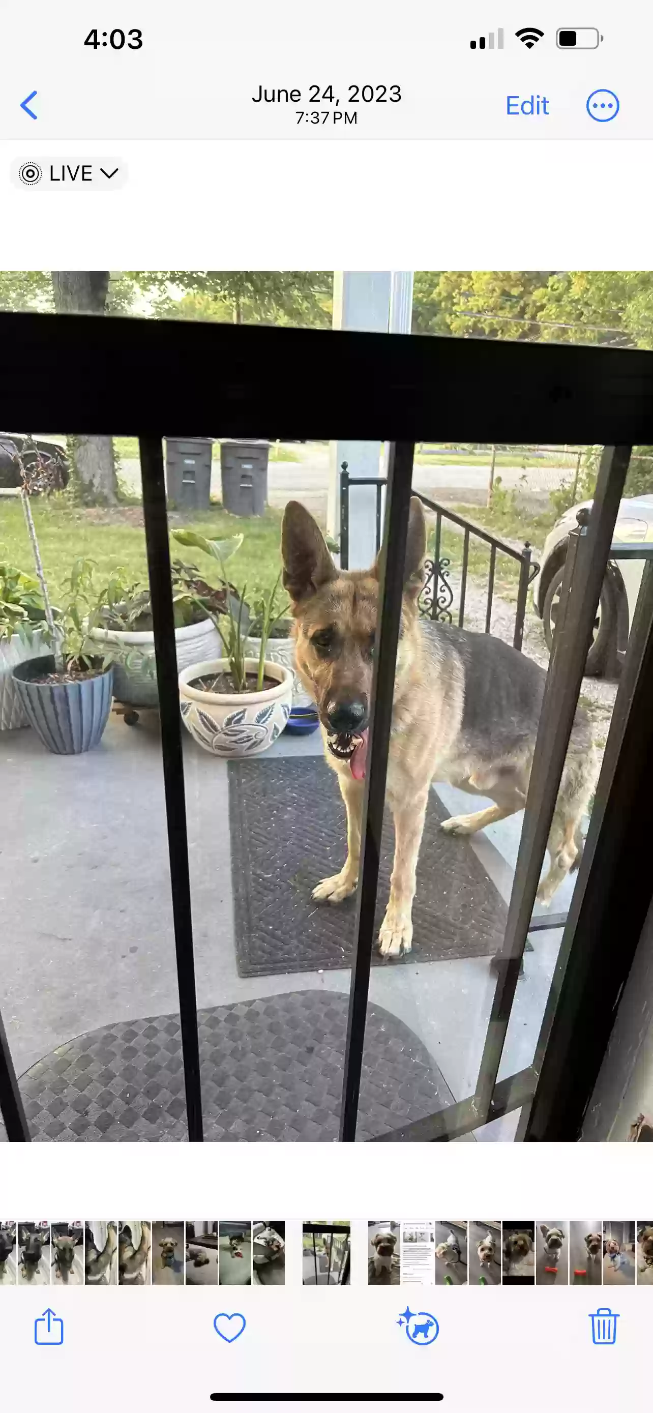 adoptable Dog in Evansville,IN named Blitz