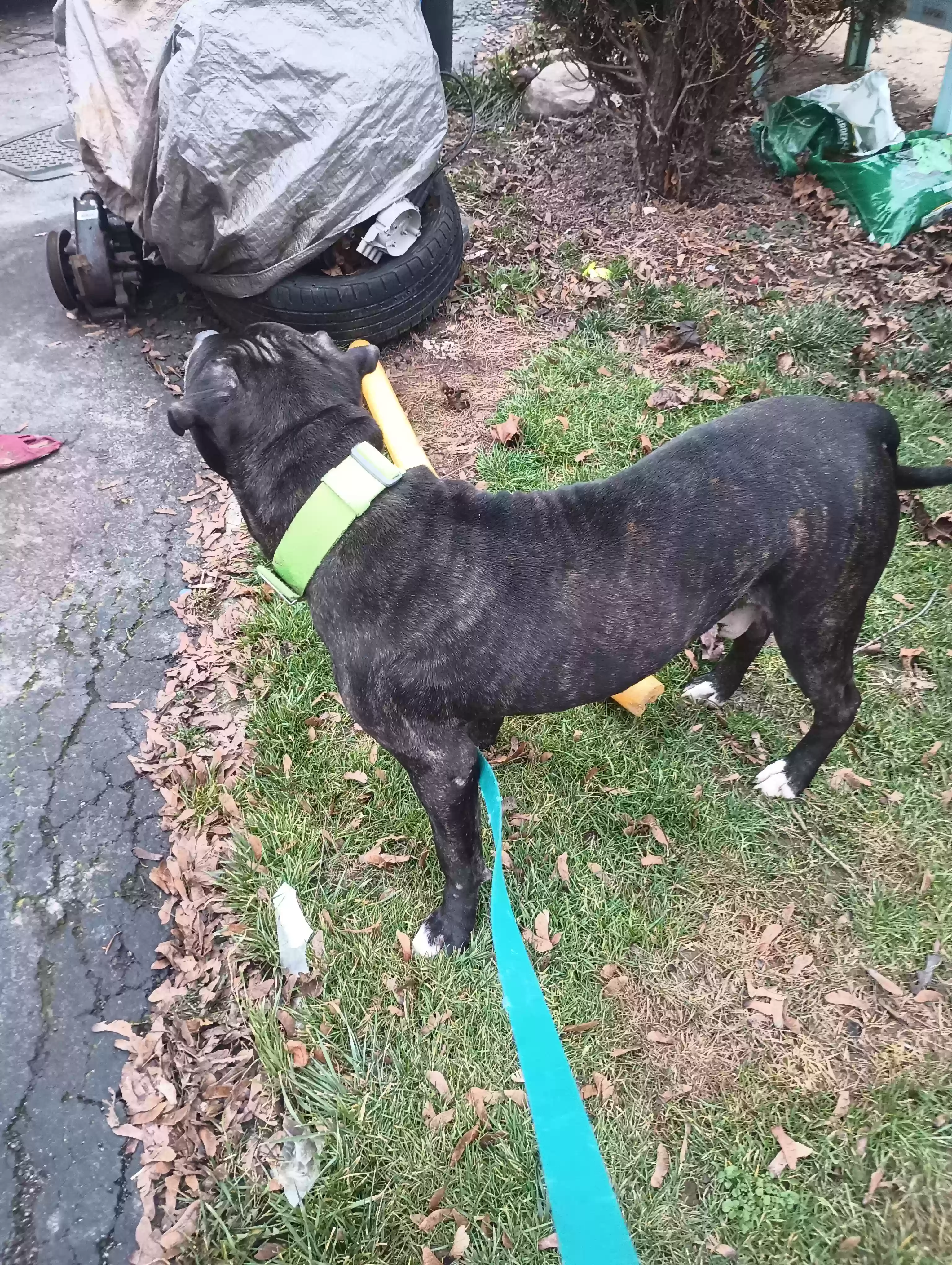 adoptable Dog in Salem,OH named Jaxx