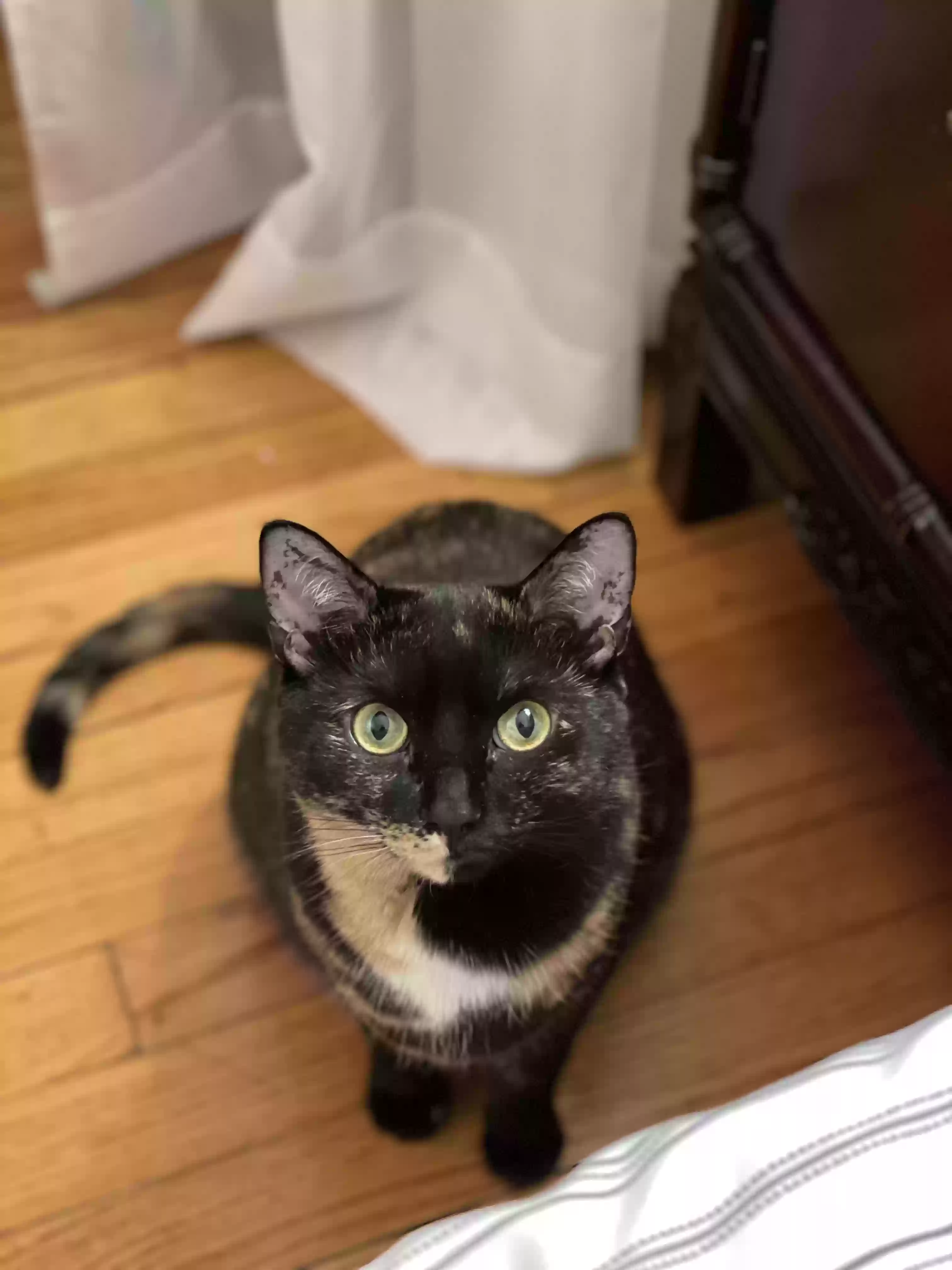adoptable Cat in Hartford,CT named Kali