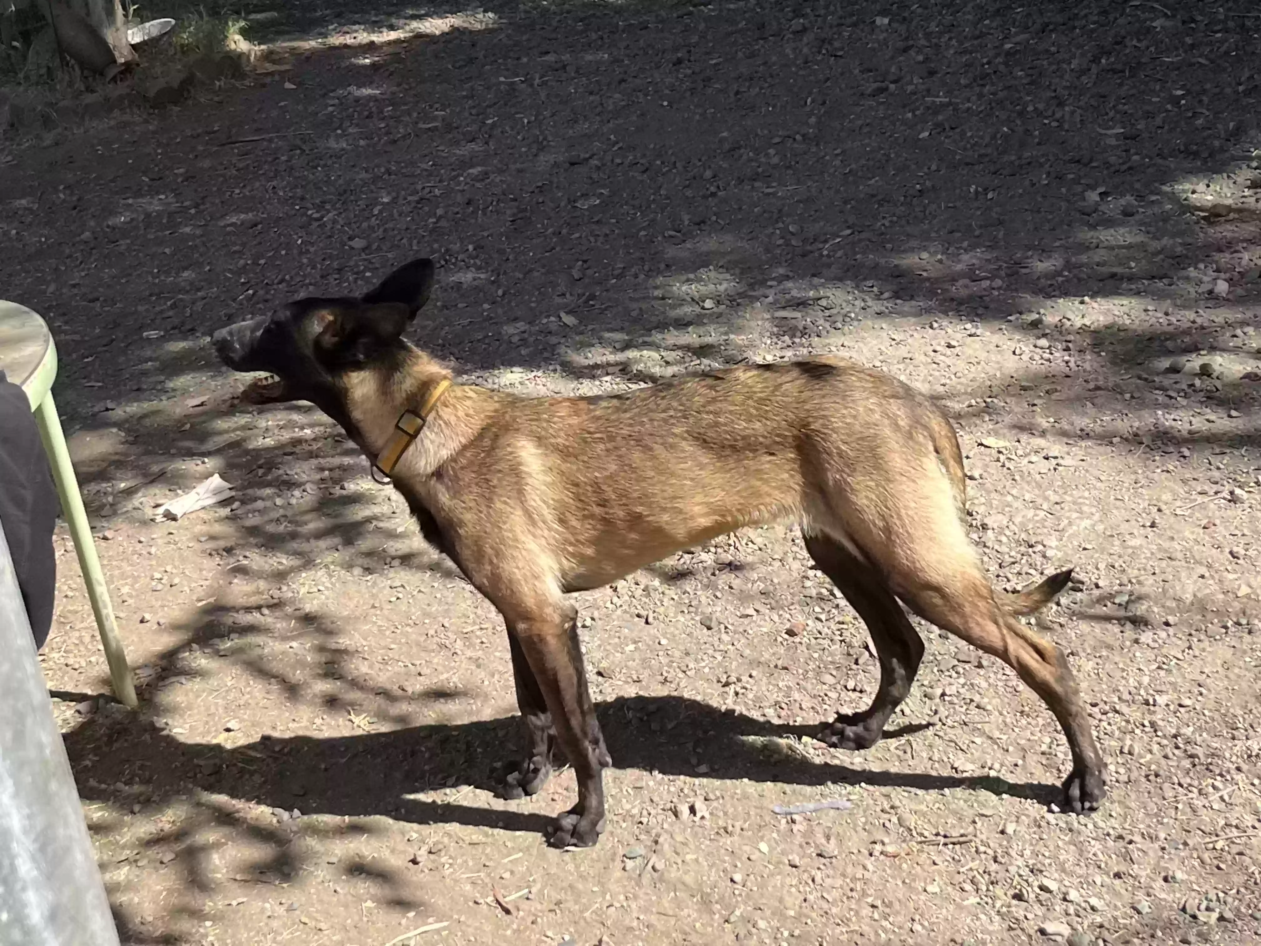 adoptable Dog in Los Banos,CA named Maxine