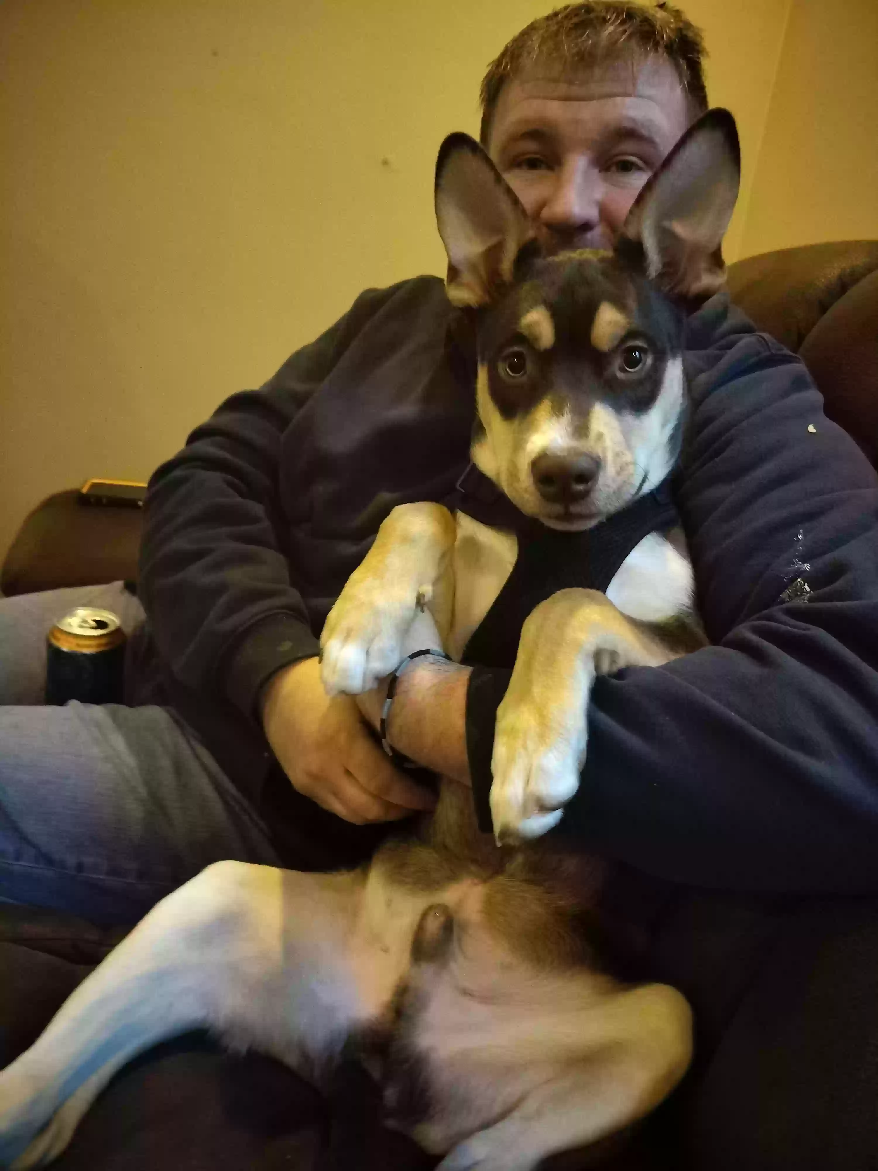 adoptable Dog in Morgantown,WV named Colt