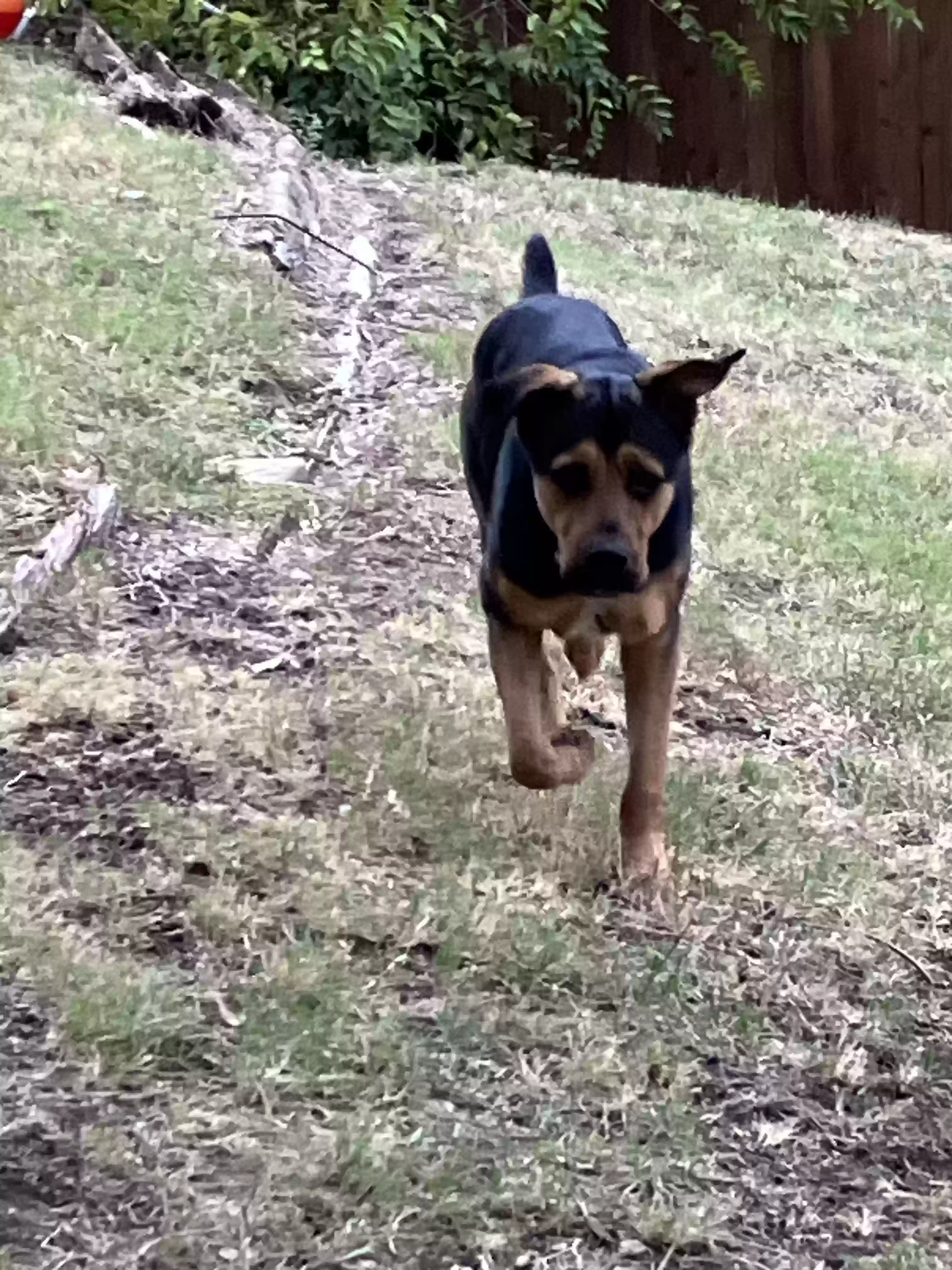 adoptable Dog in Carrollton,TX named 