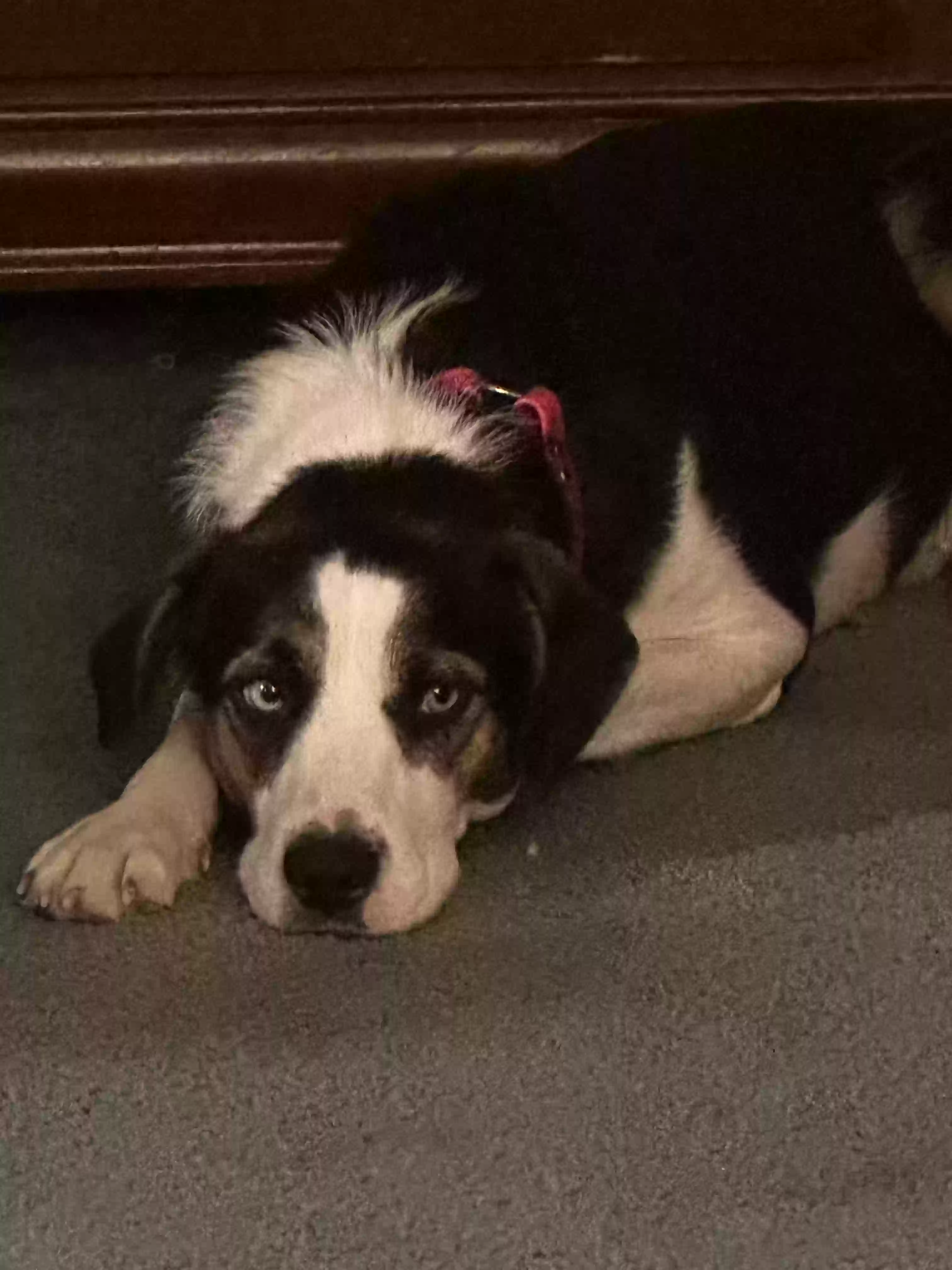 adoptable Dog in Holyoke,CO named Oakley