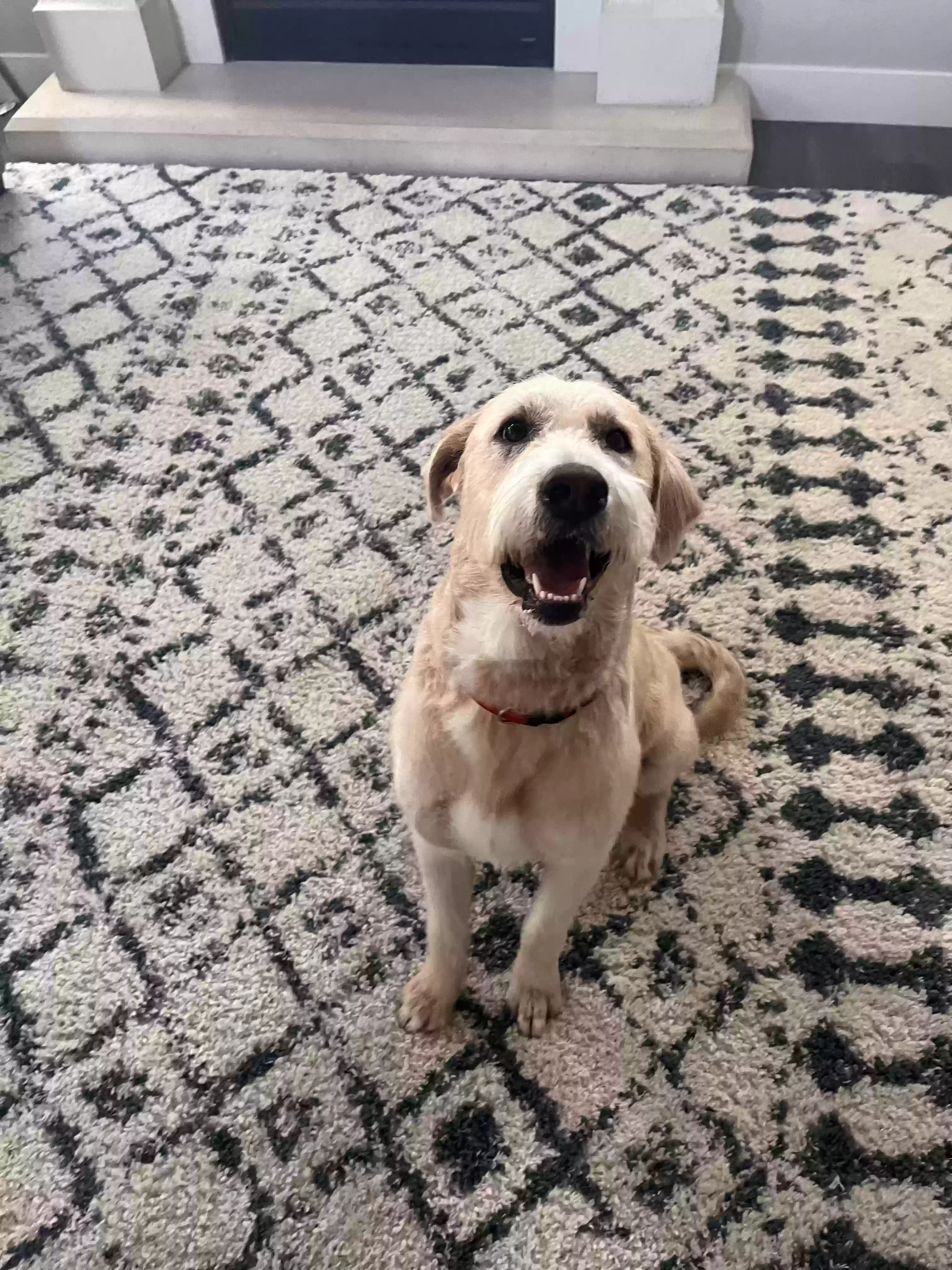 adoptable Dog in Lehi,UT named Milo